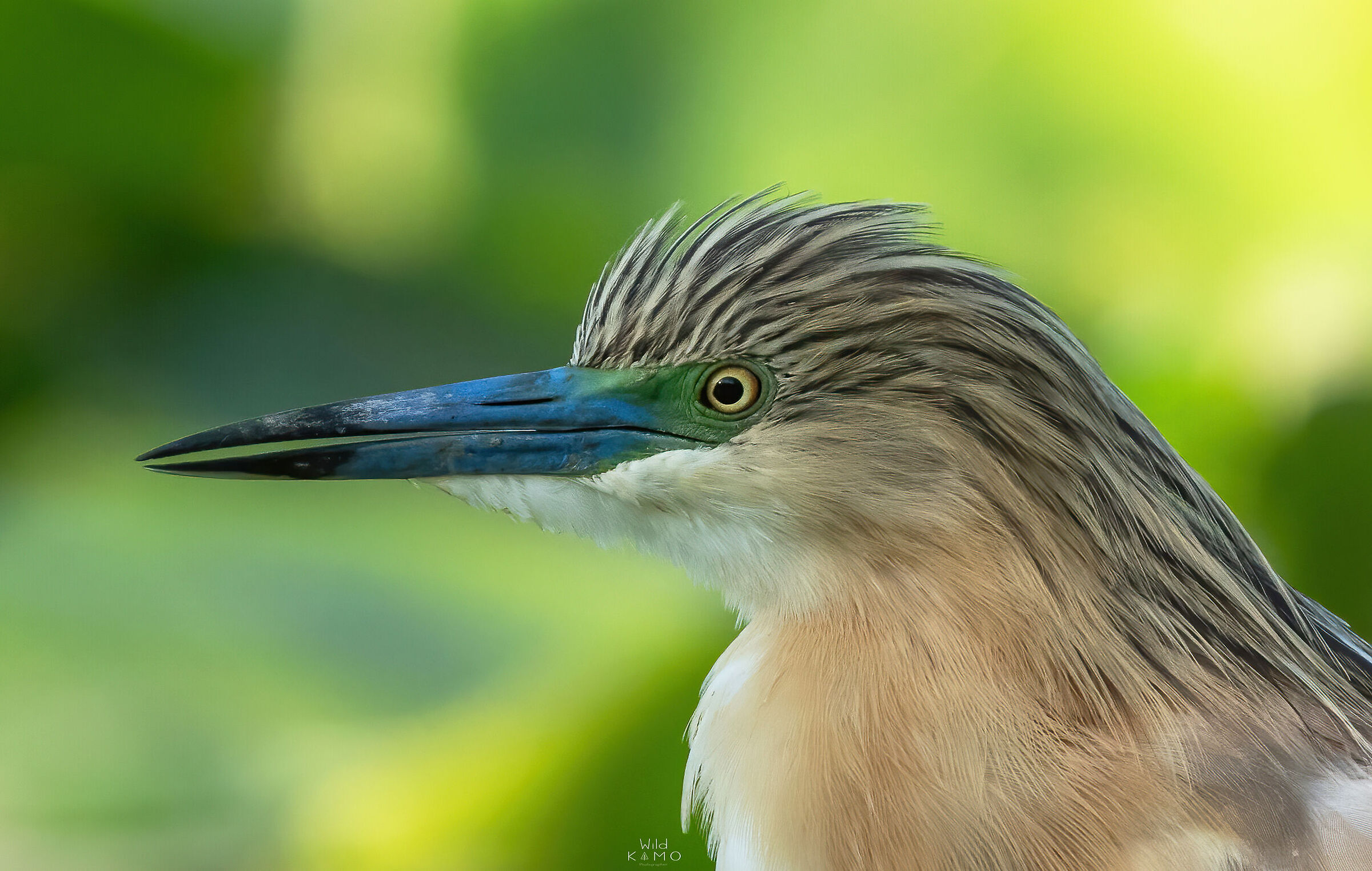 Primo Piano Sgarza Ciuffetto