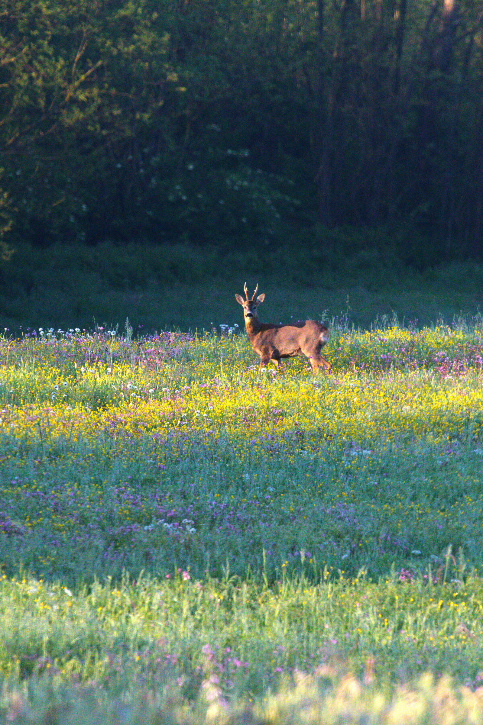 Roe deer and the colors of spring