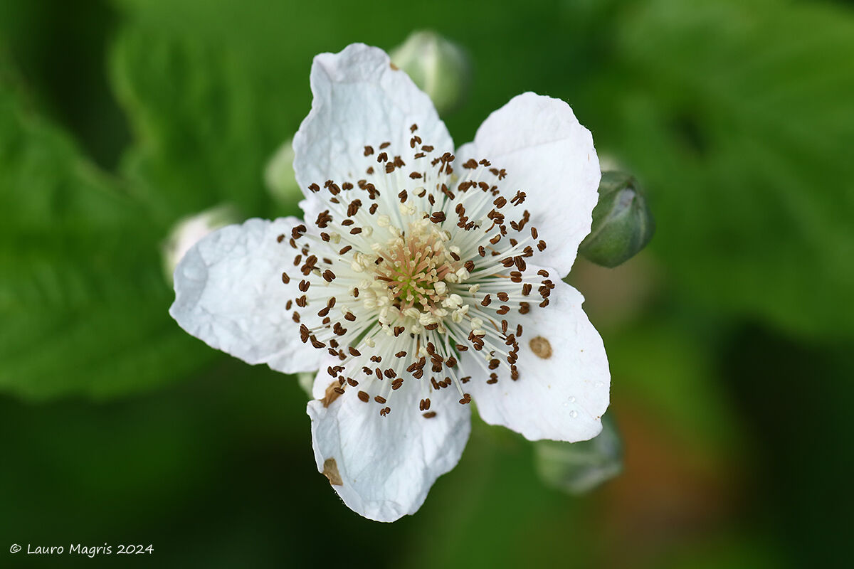Come chicchi di caffè