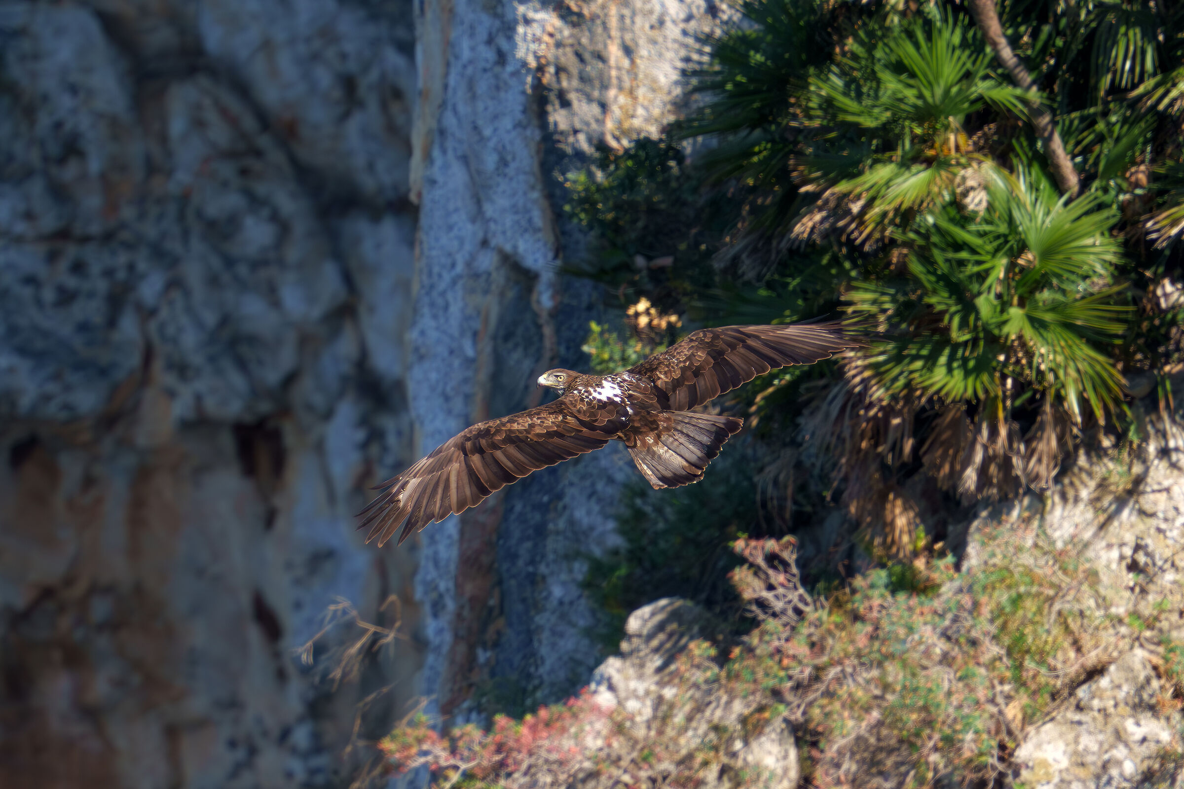Bonelli's Eagle on patrol