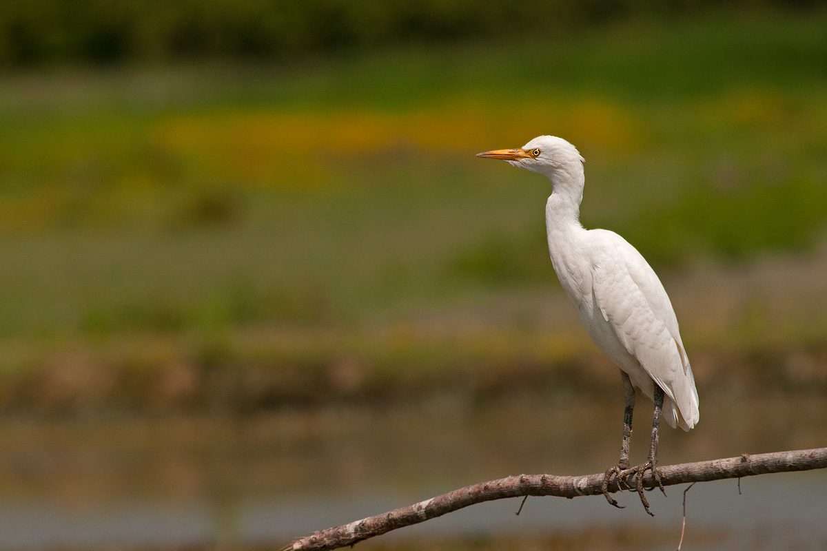 The lookout (egret)