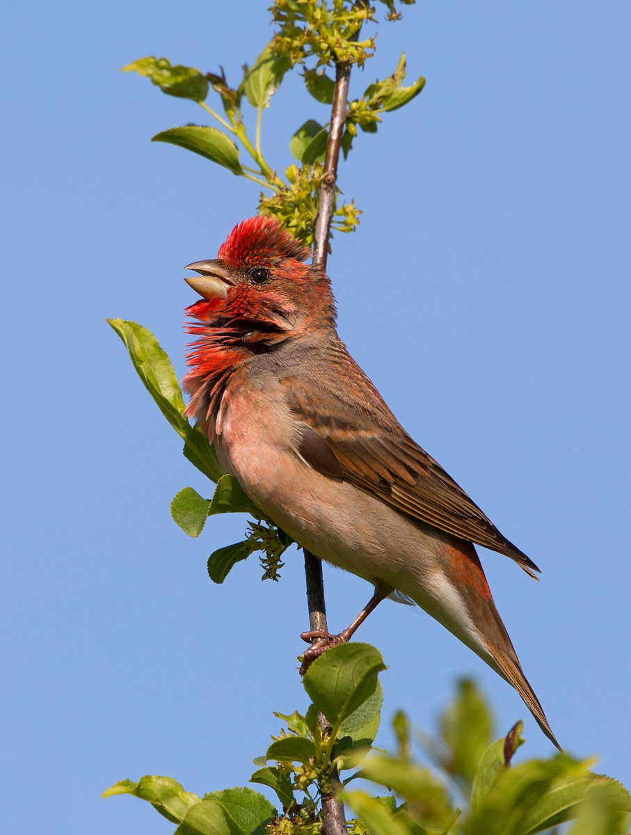 ciuffolotto scarlatto