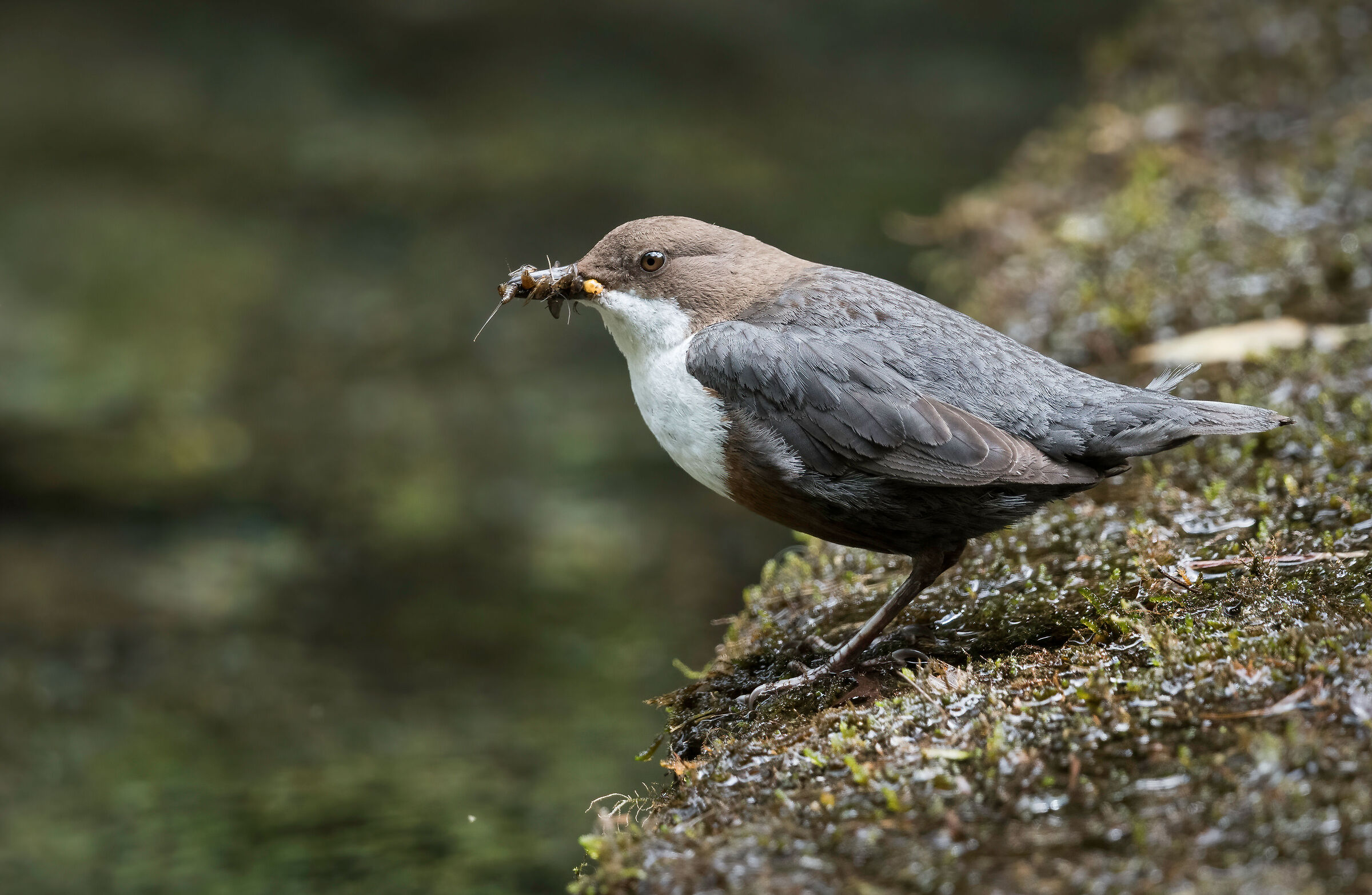 White-throated dipper