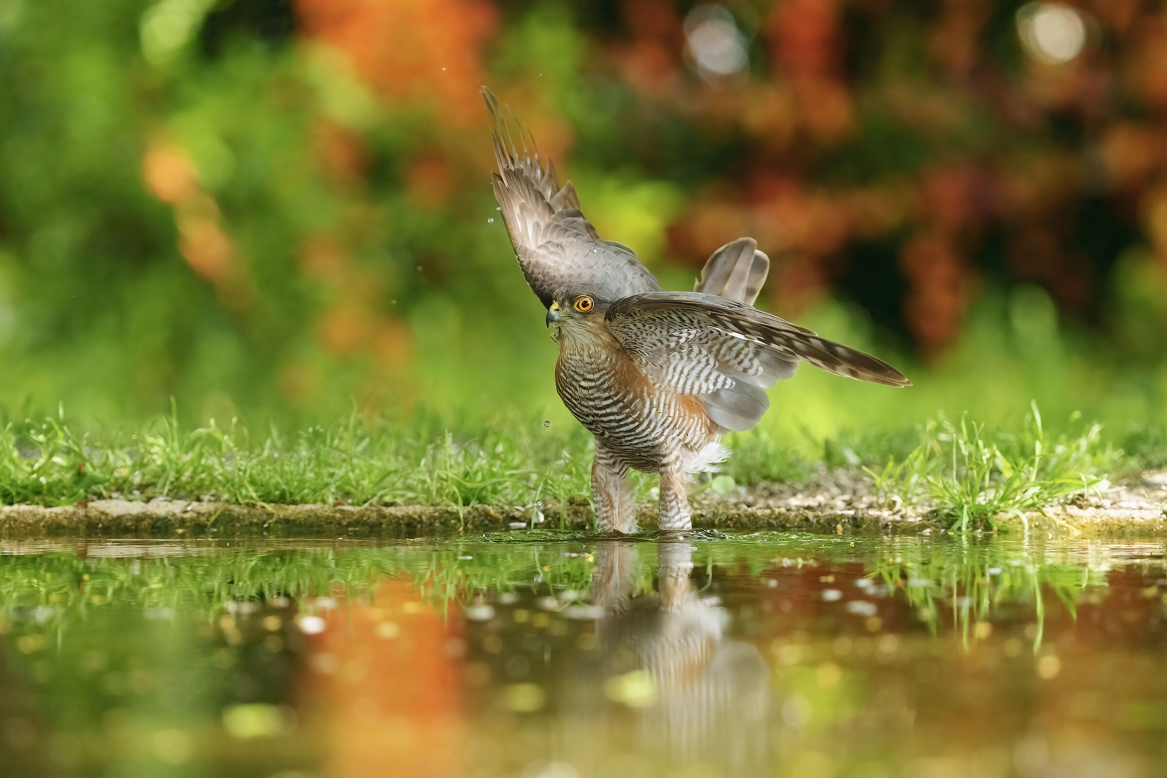 Male Sparrowhawk at the Bathroom 2024-05-25