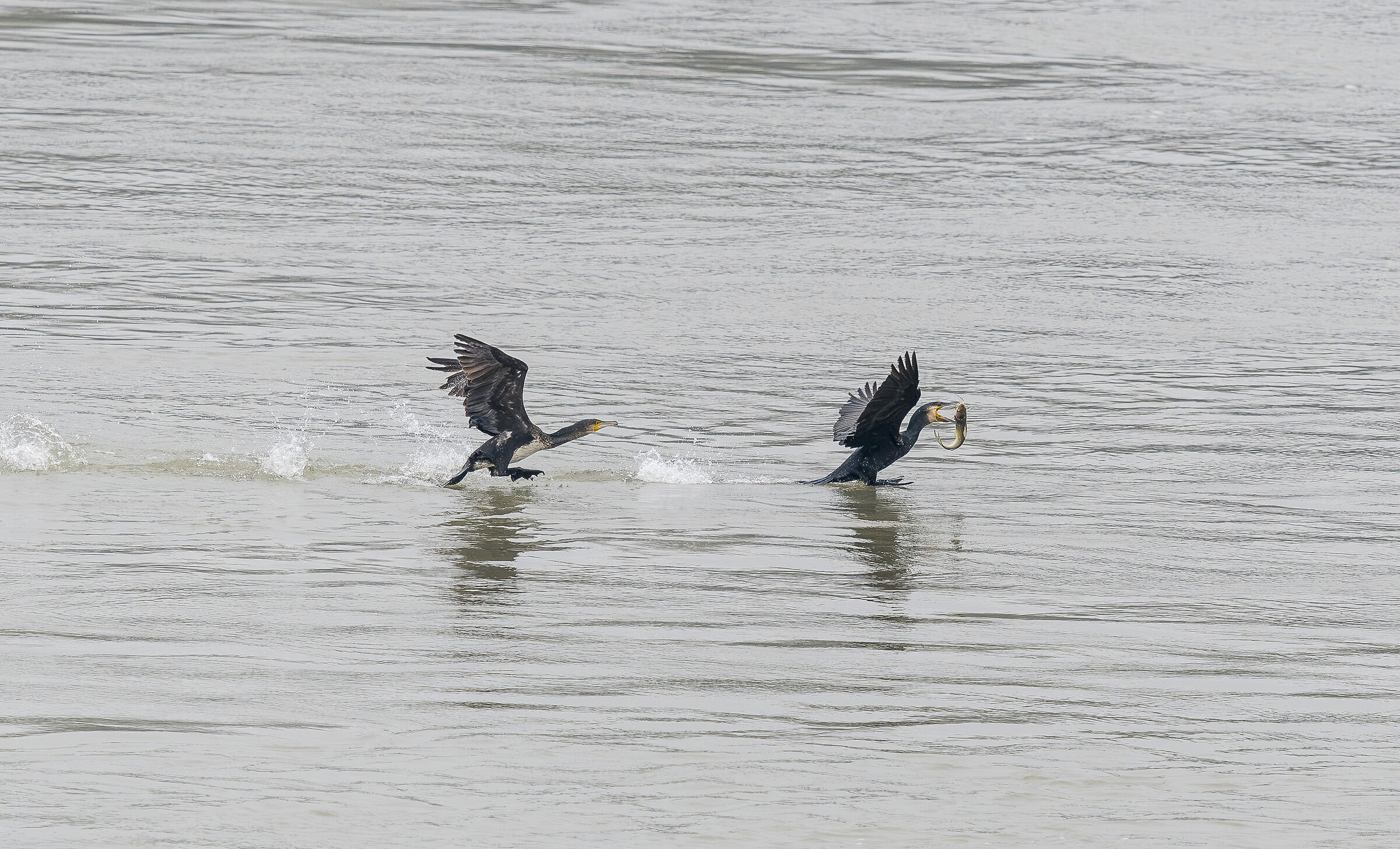 Cormoranus cormorani lupus