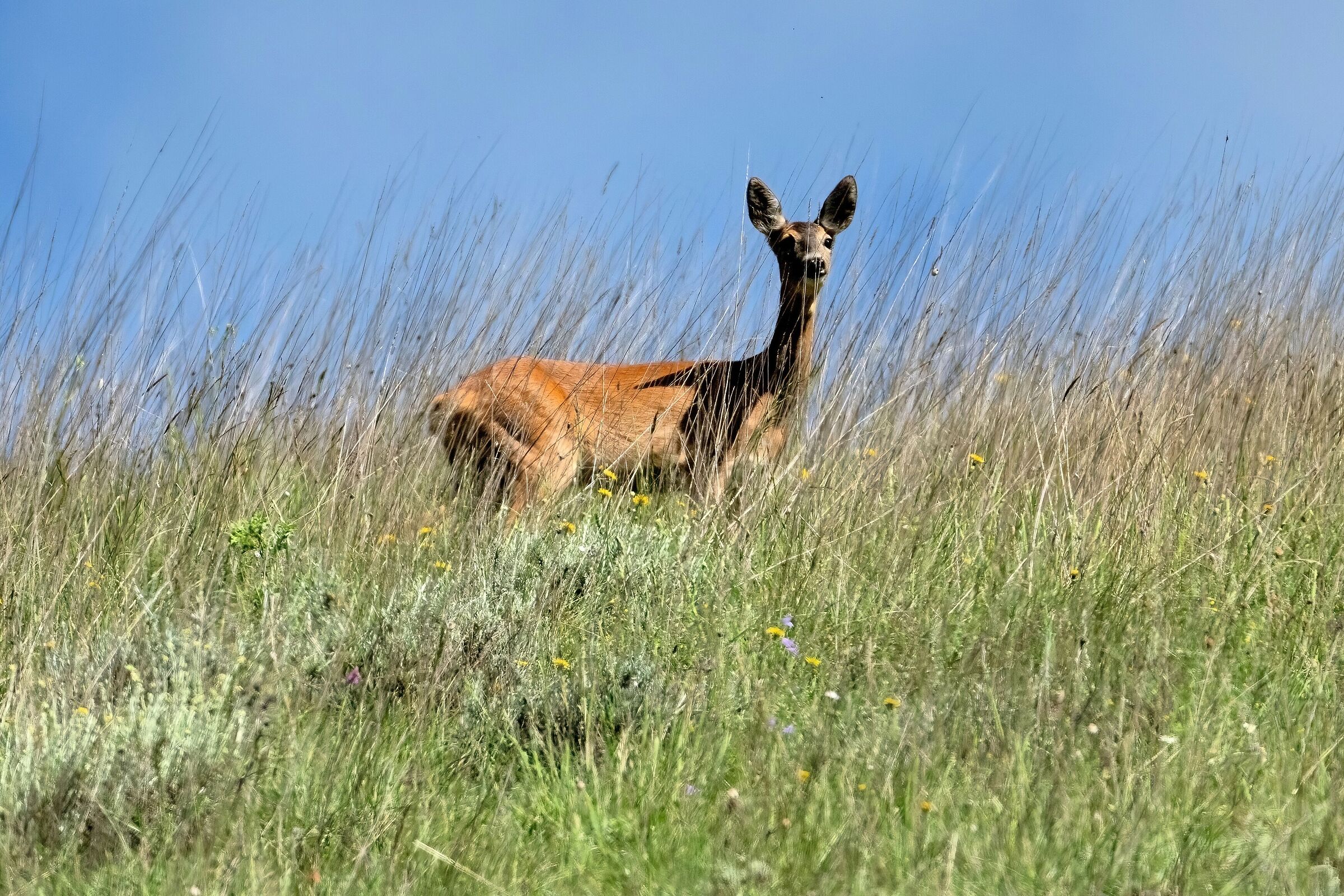 Roe deer (Capreolus capreolus)