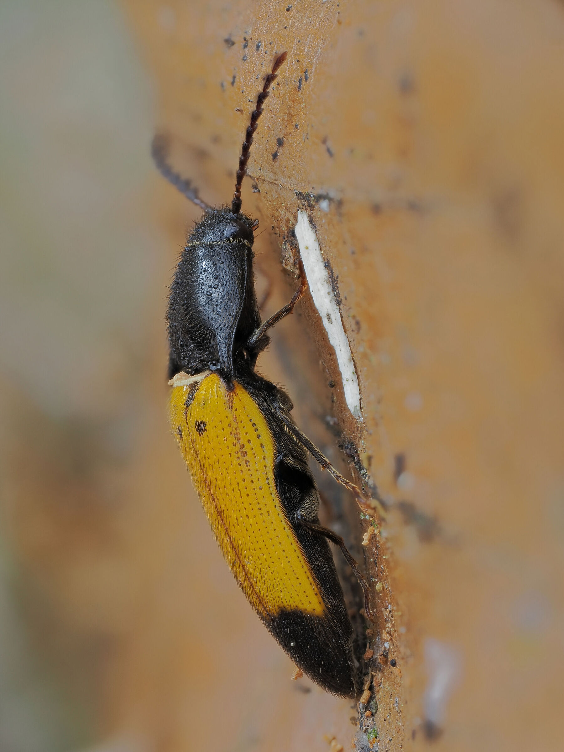 Ampedus elegantulus