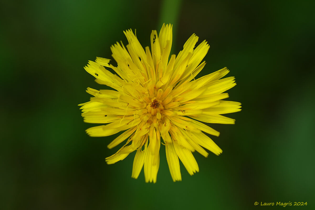 Apargia incana Scop.