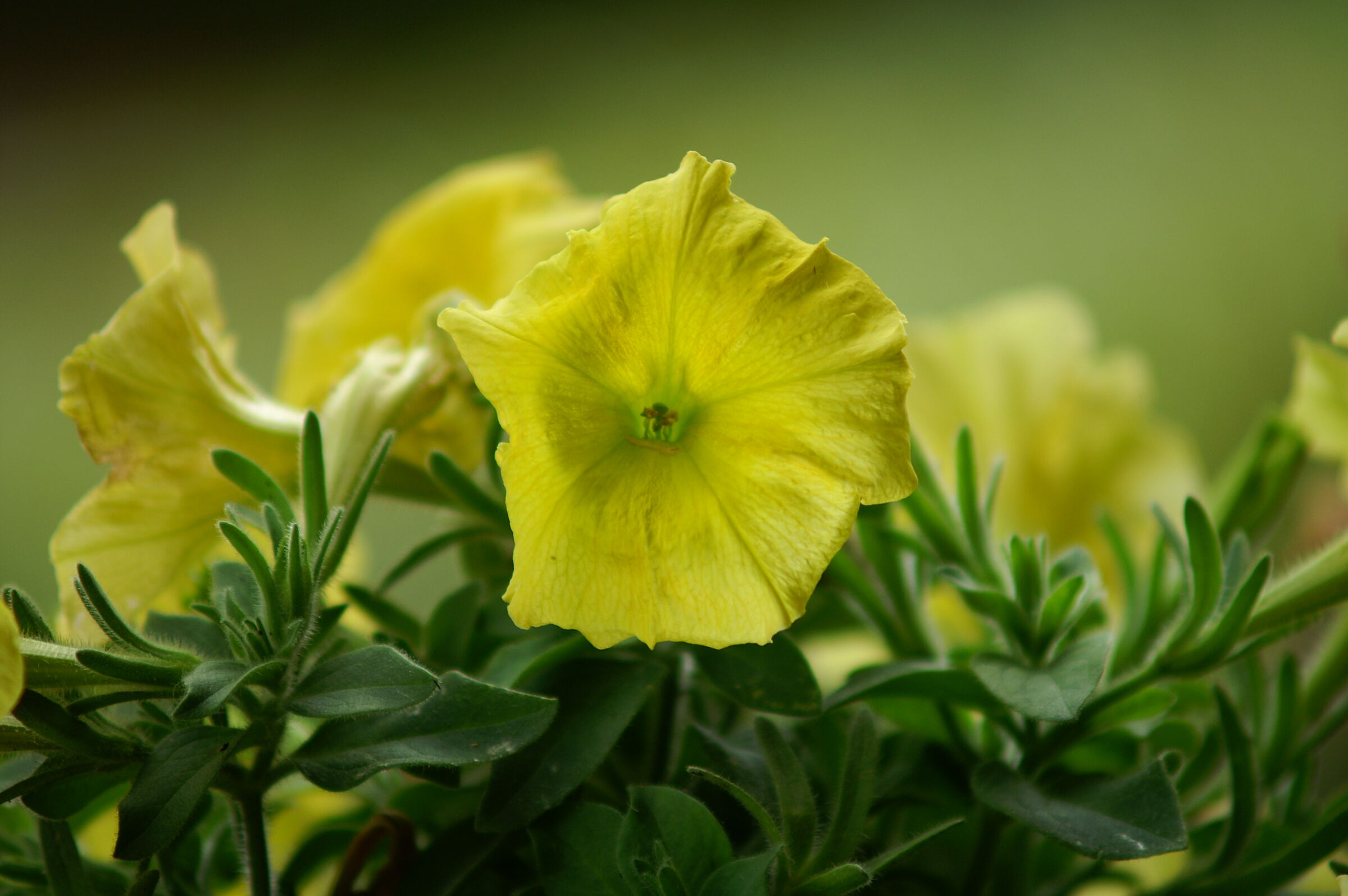 I colori secondo Minolta.