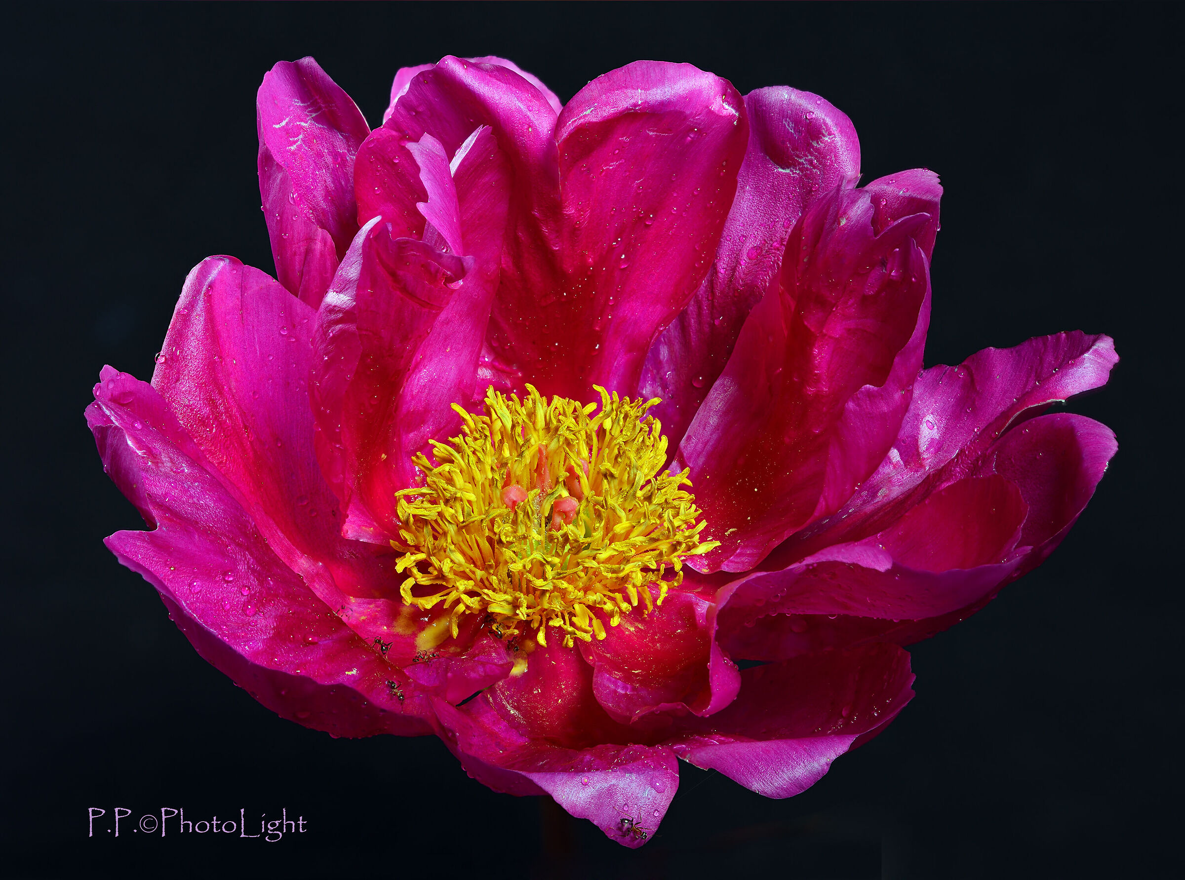 Peony