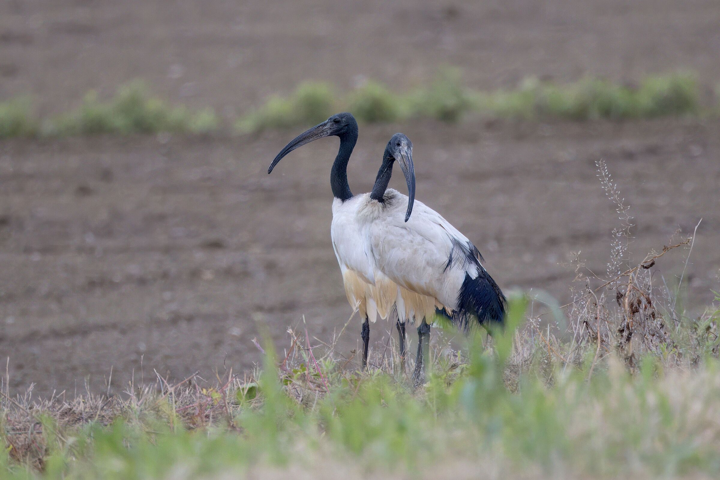 Ibis sacro "a 2 teste" ;)