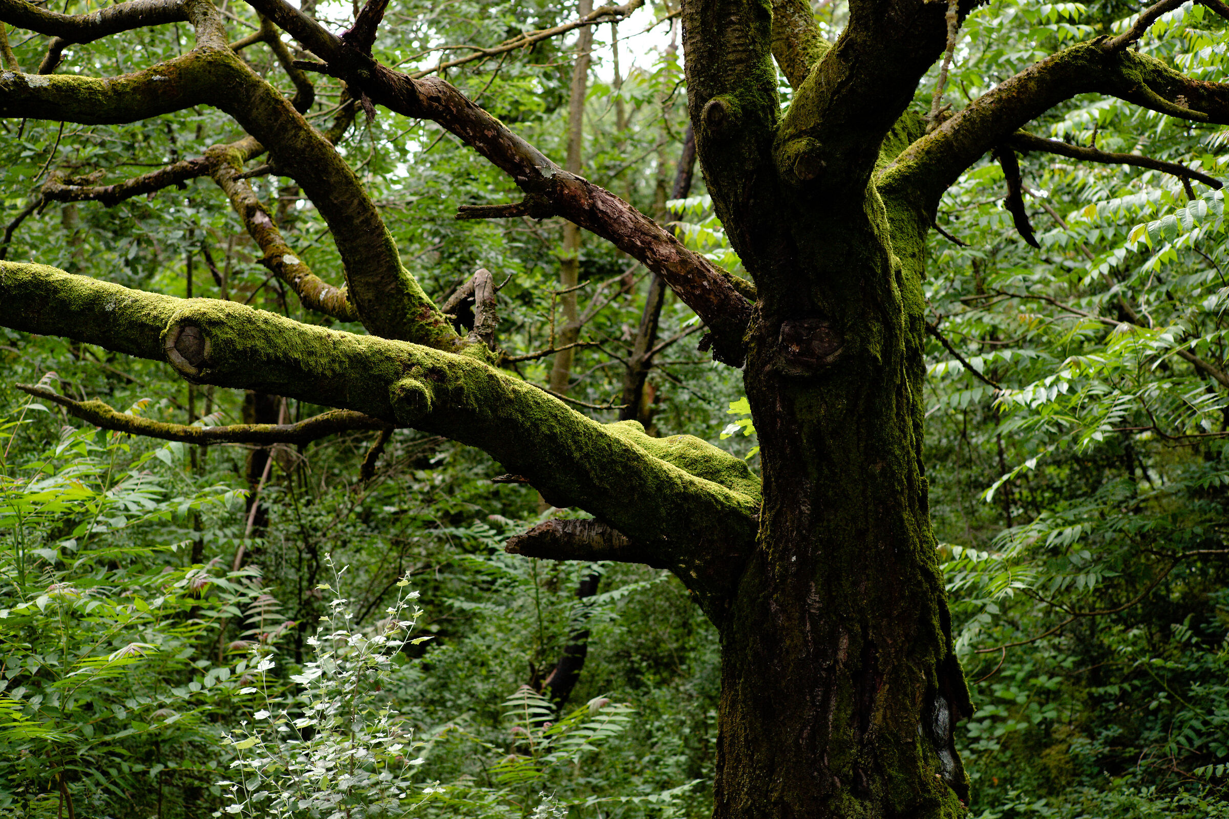 Parco Nord Milano - Amazzonia de noantri