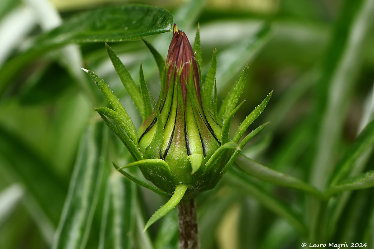 Giovane Gazania