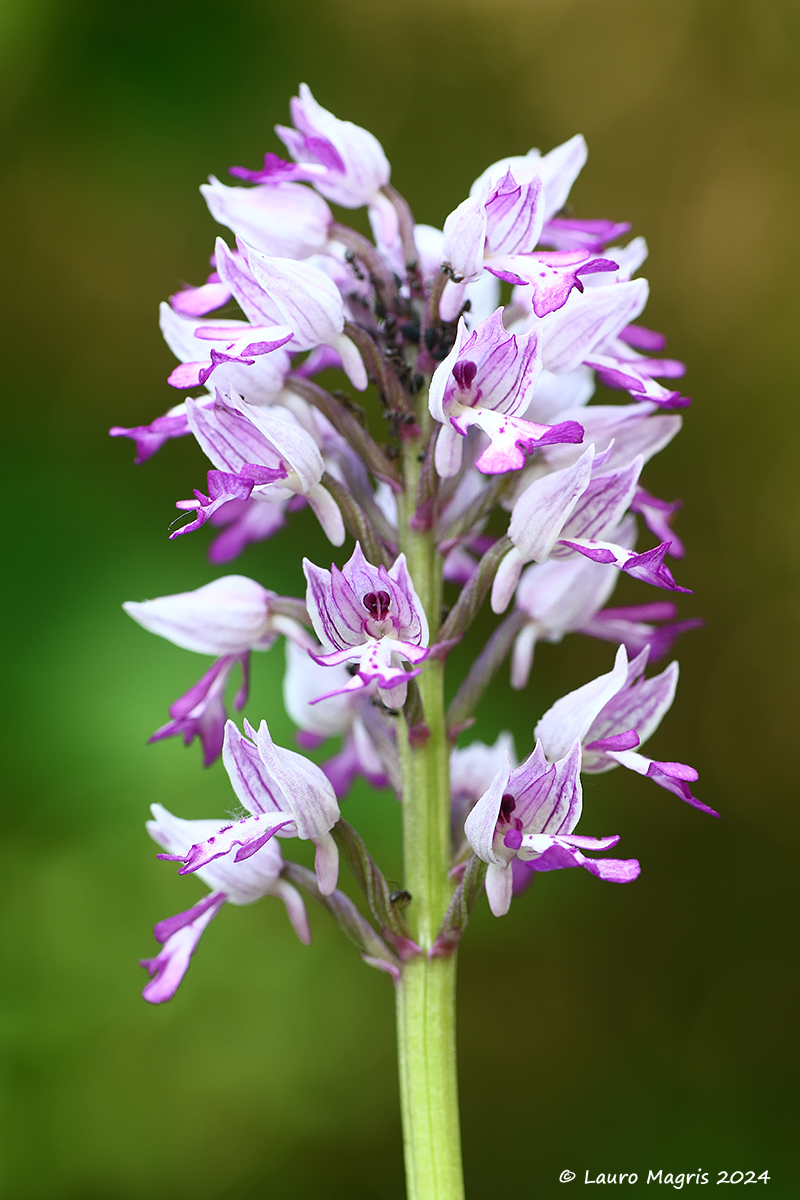 Orchis Militaris