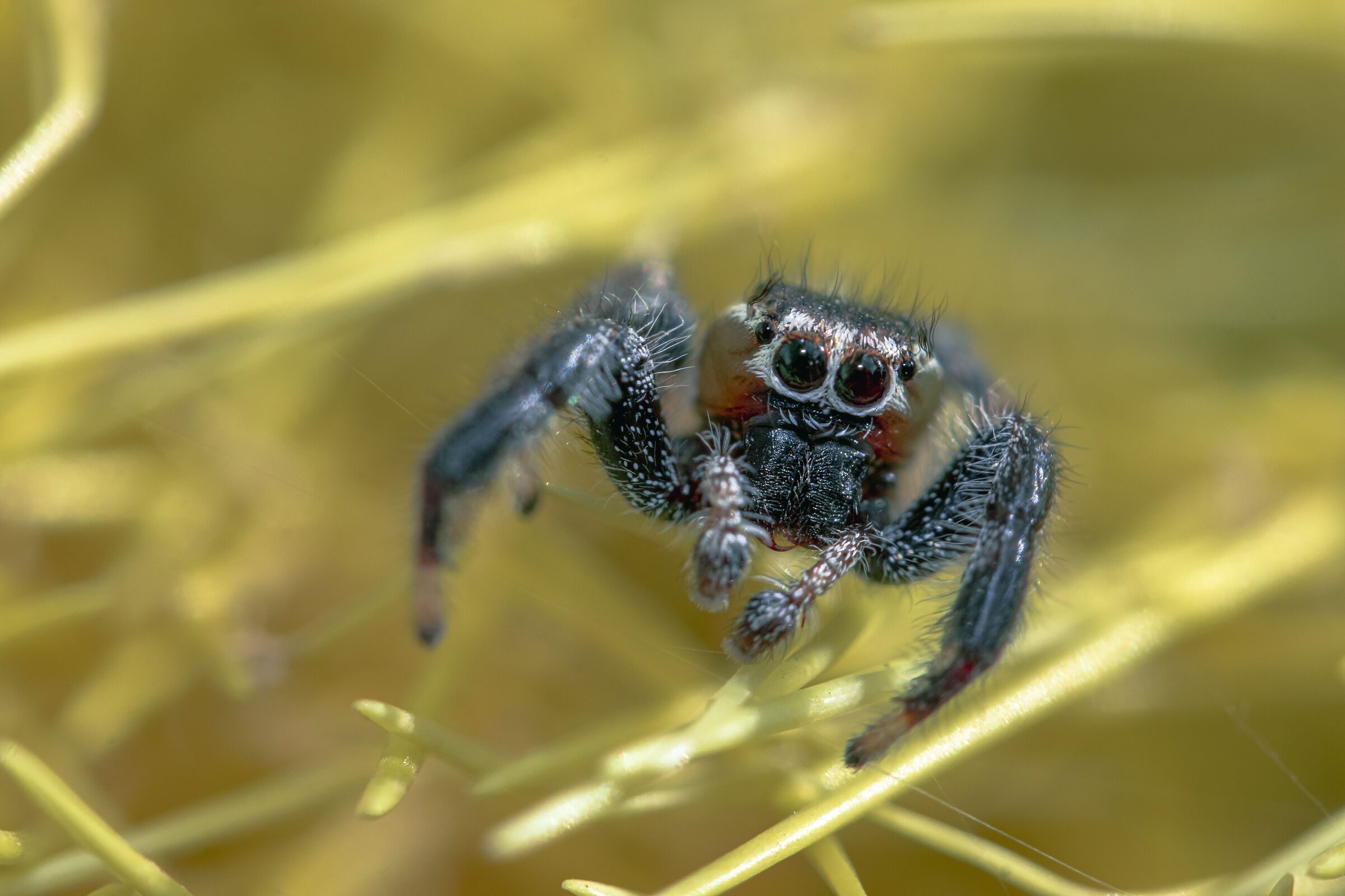 Che occhi grandi che hai !