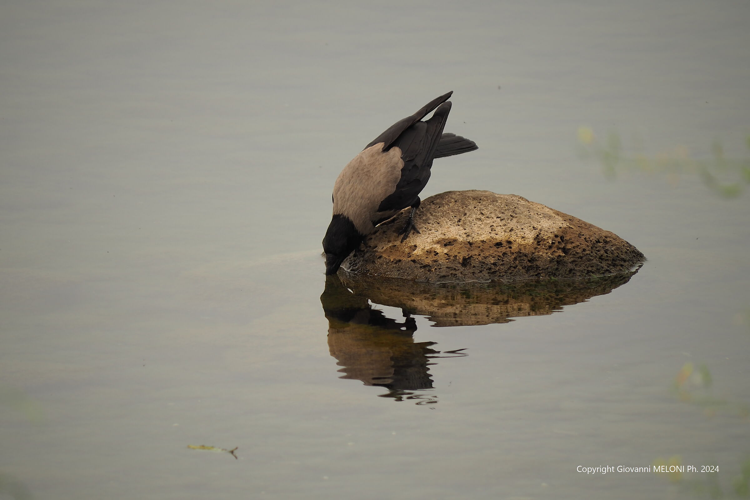 Grey crow (Corvus cornix)