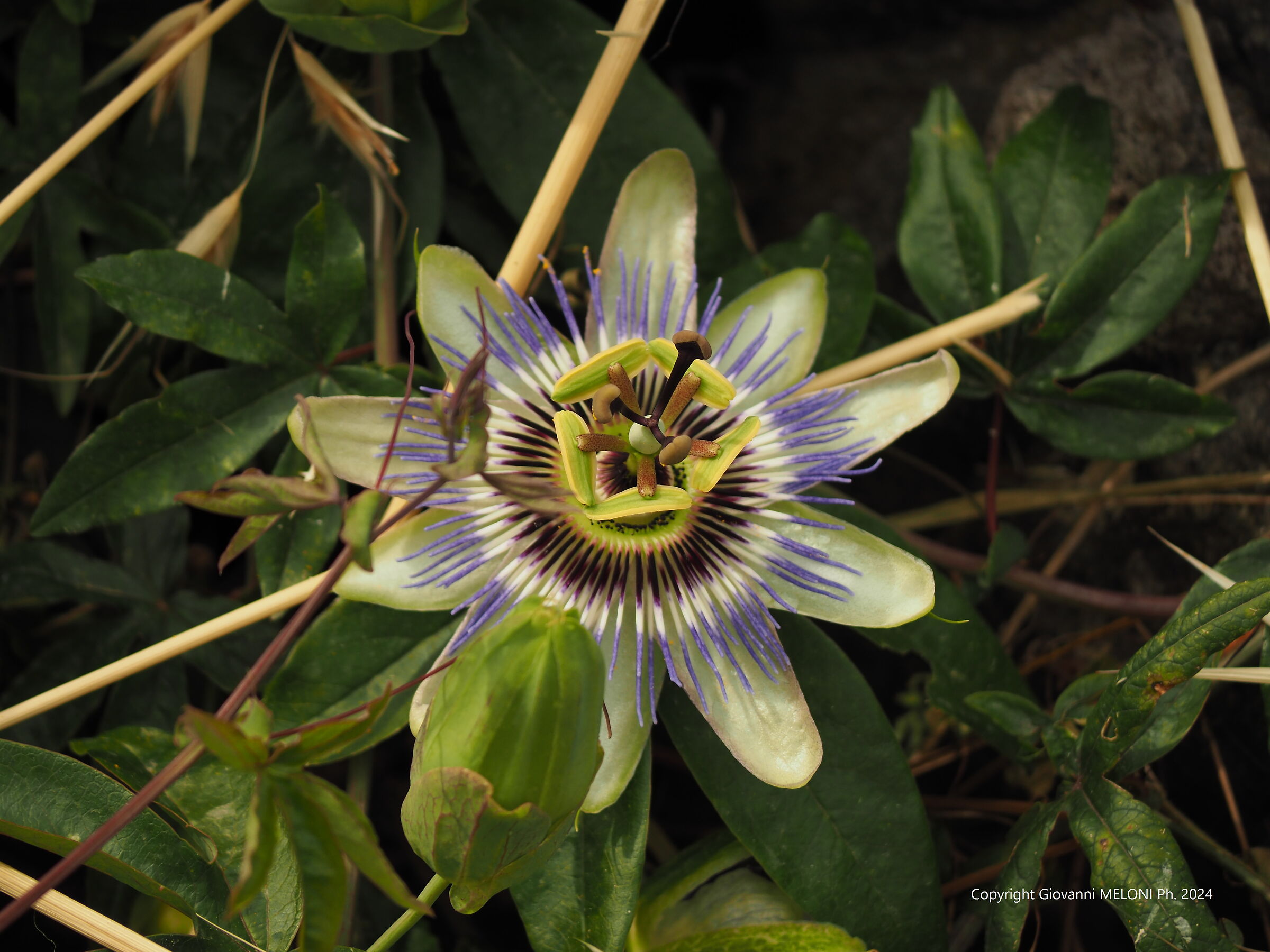 Fiore della passione (Passiflora caerulea L.)