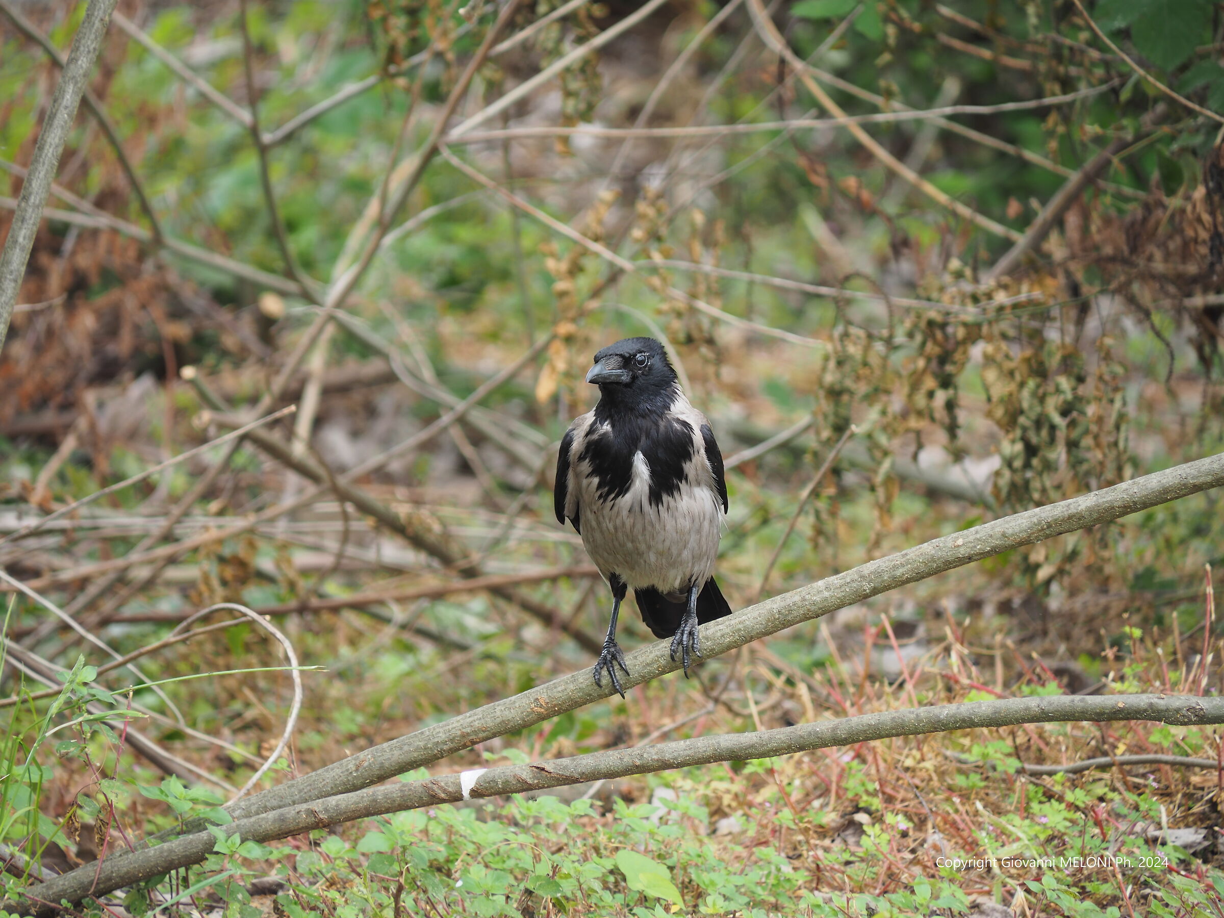 Cornacchia grigia (Corvus cornix )