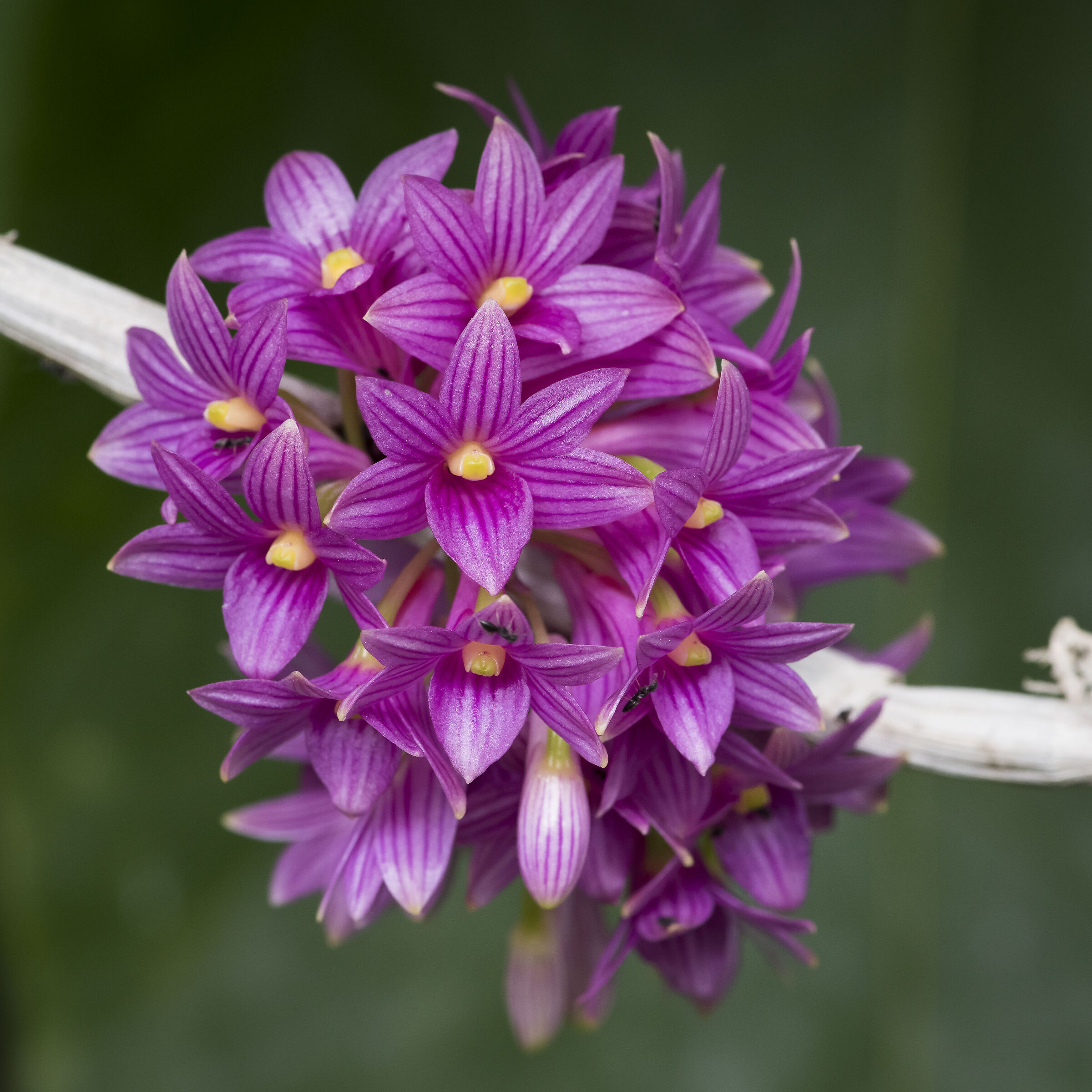 Una orchidea in mostra