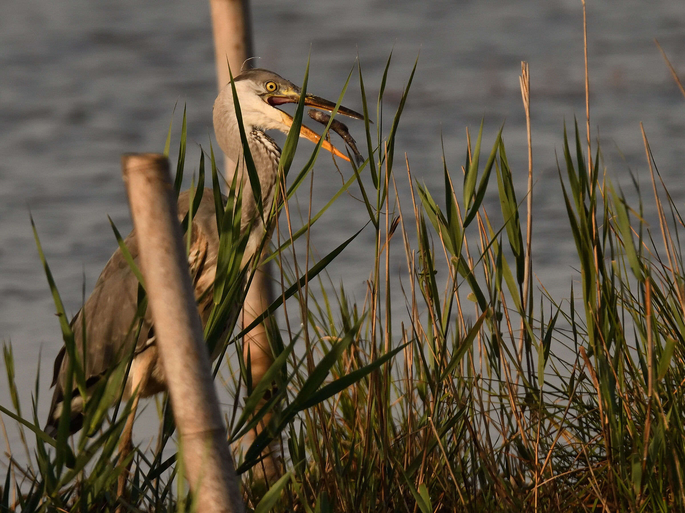Grey heron