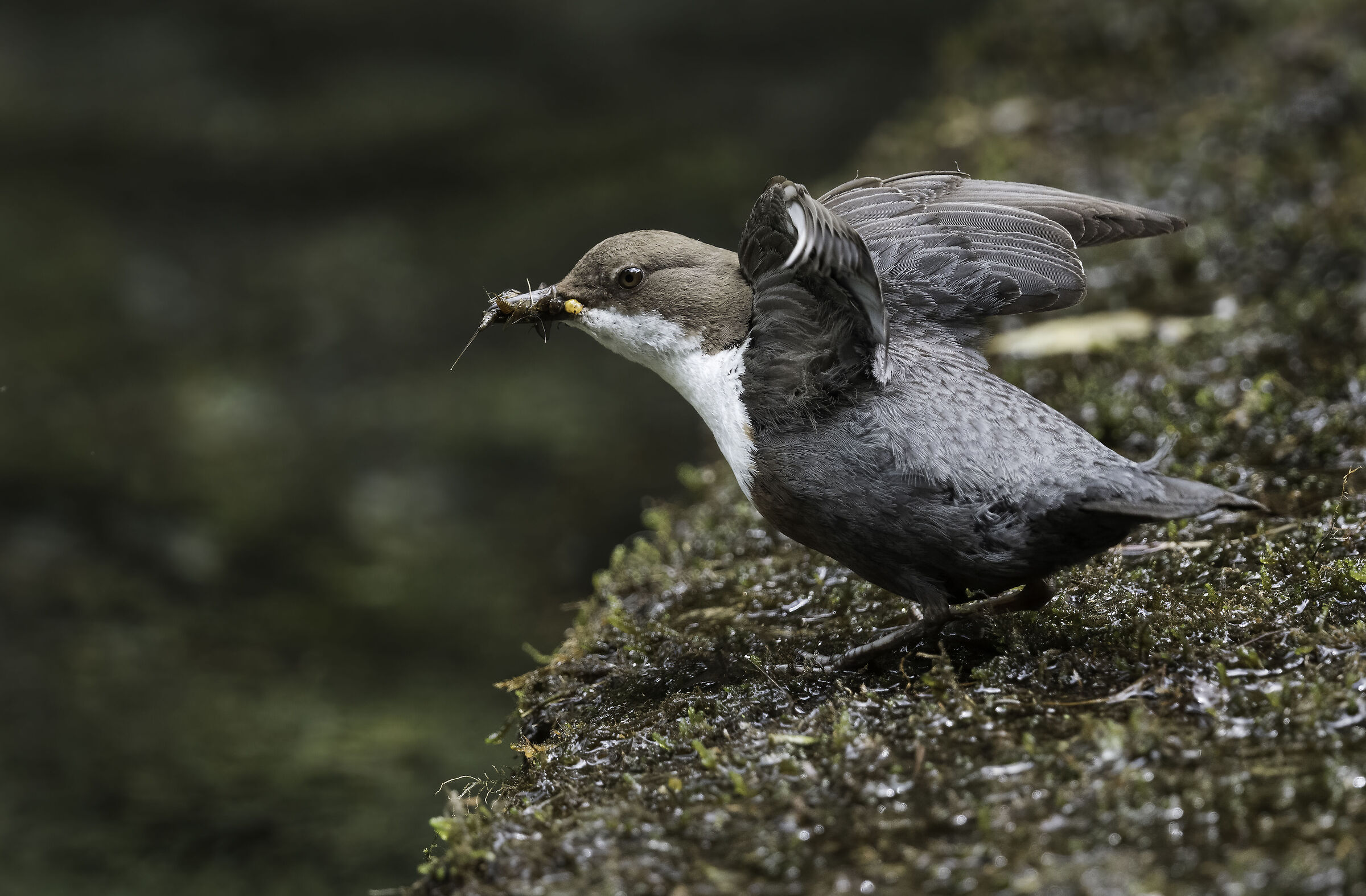 White-throated dipper