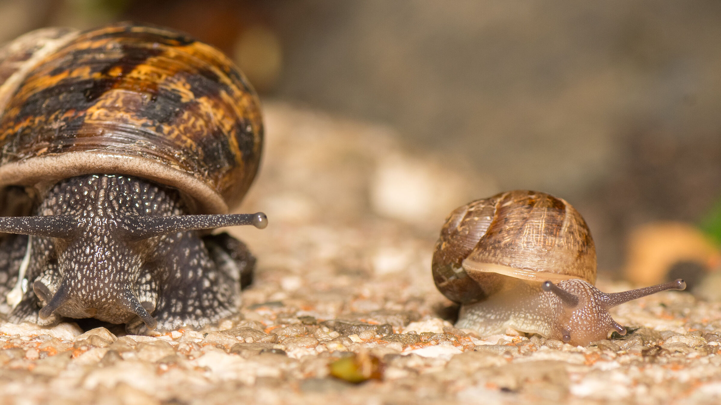 Snails