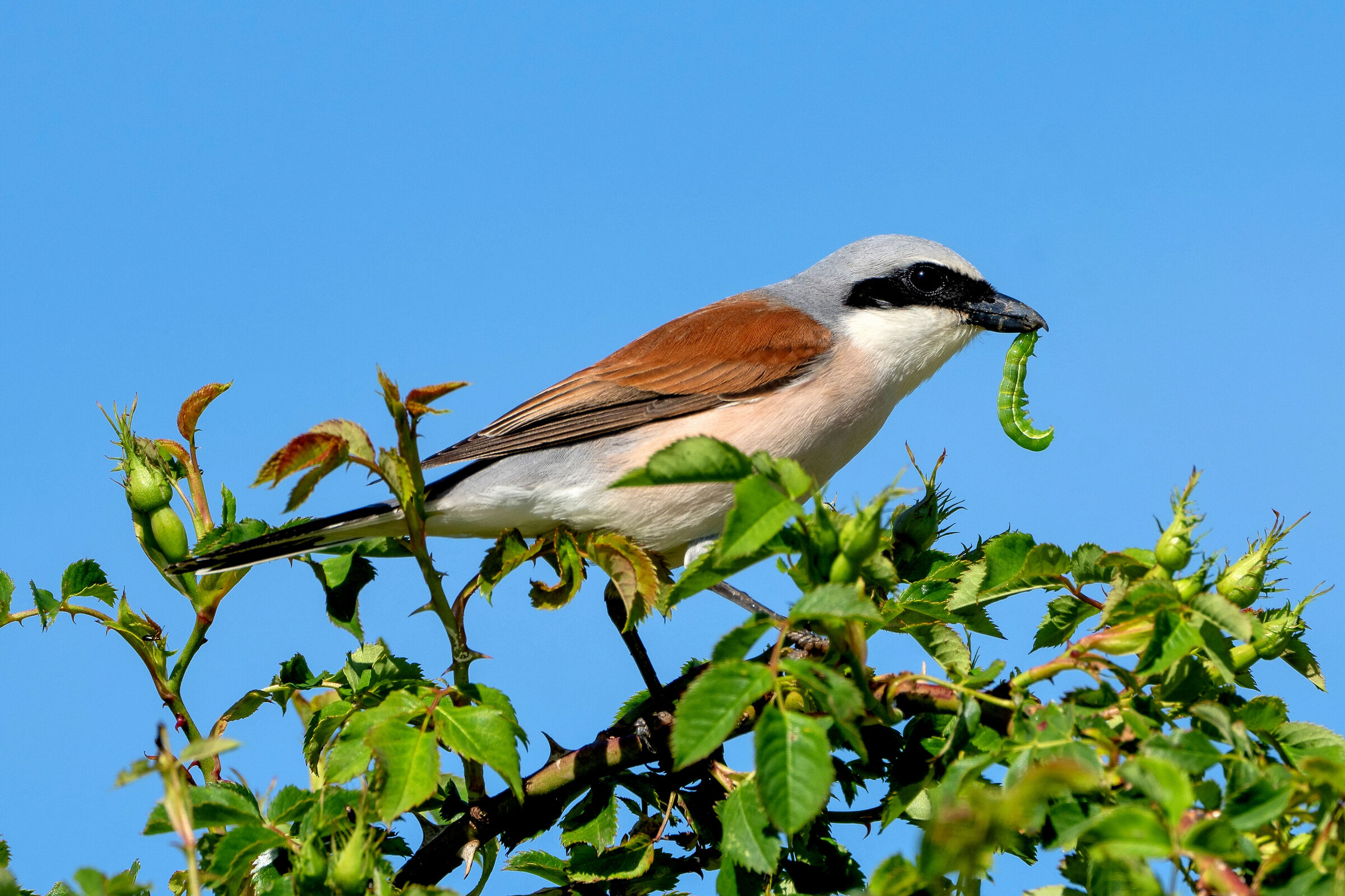 Shrike (Lanius collurio)