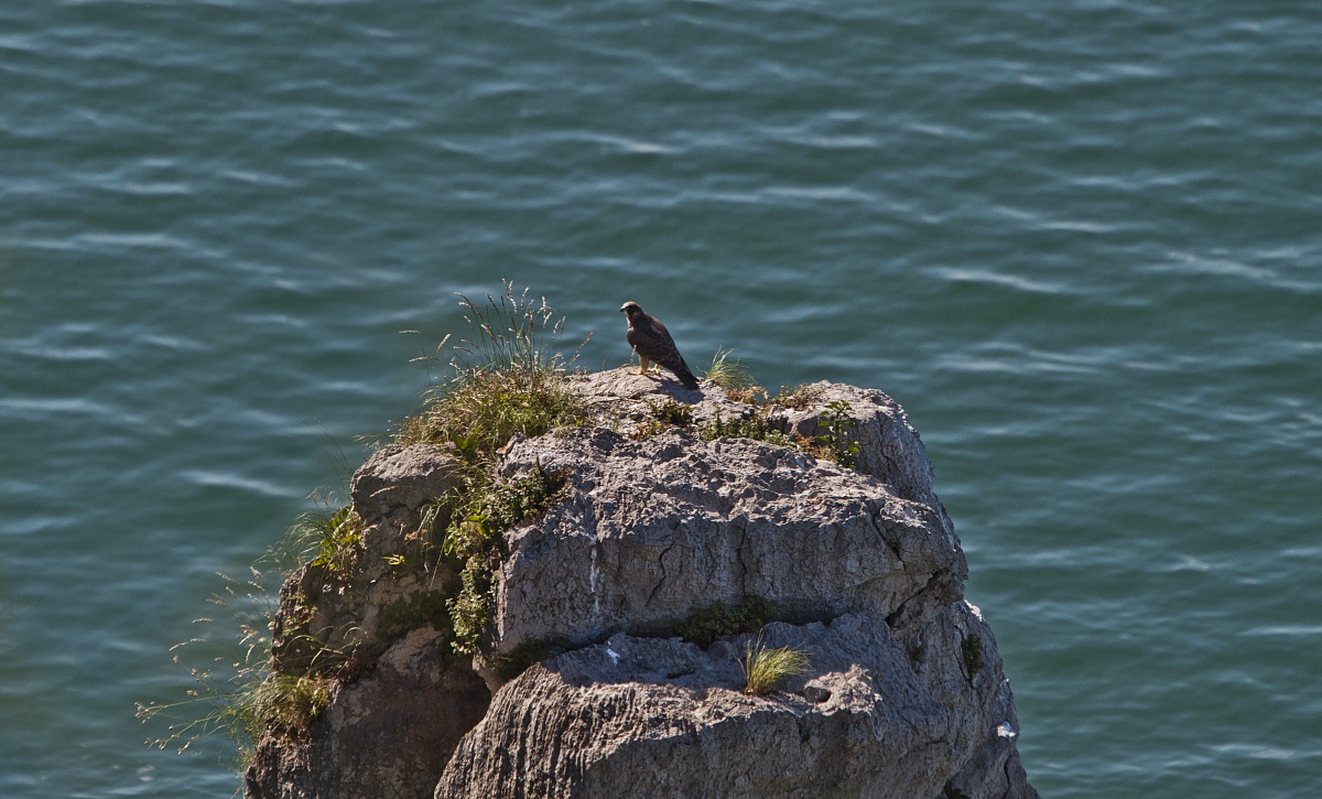 in cima alla falesia