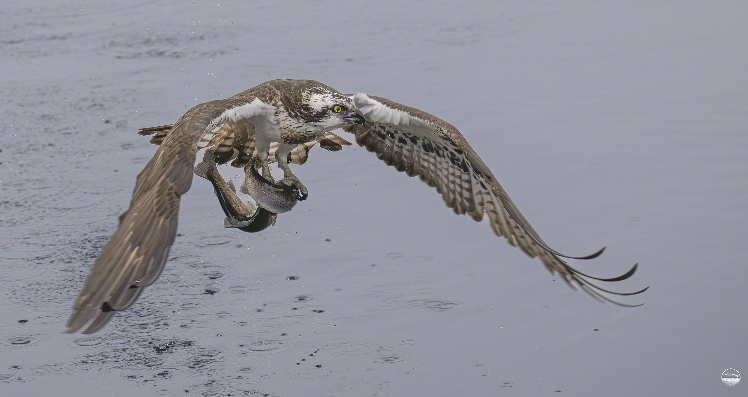 osprey