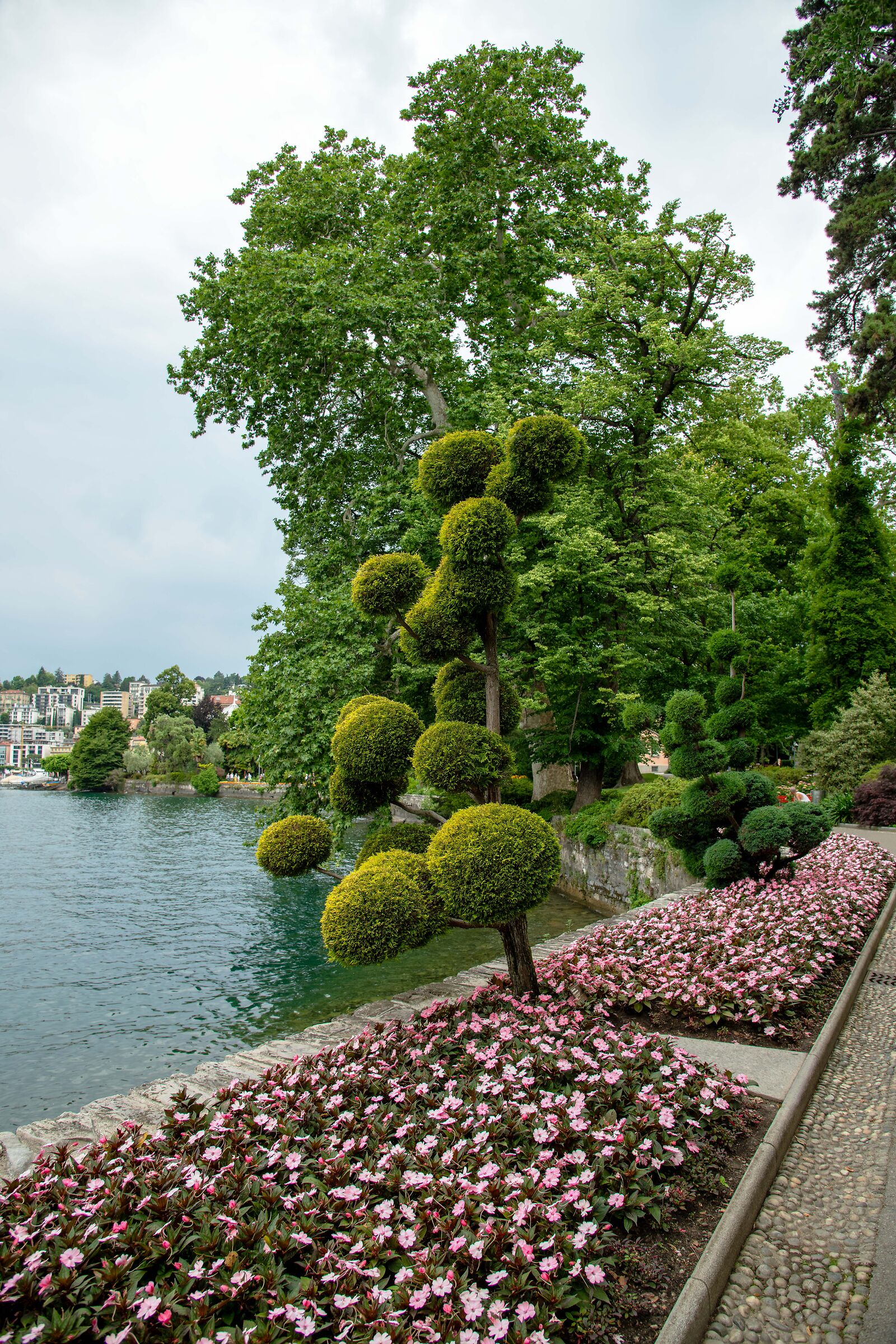 The tree with balls - Bissone Ticino