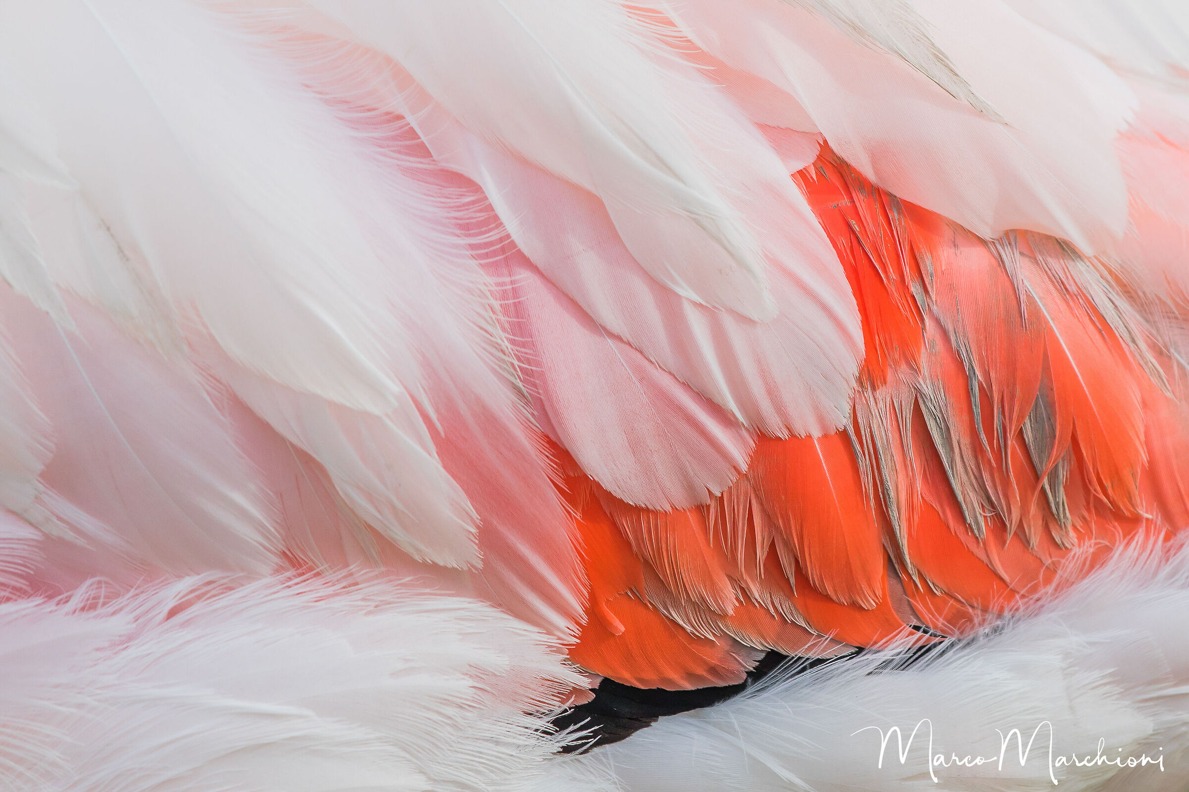 Greater flamingo (Phoenicopterus roseus)