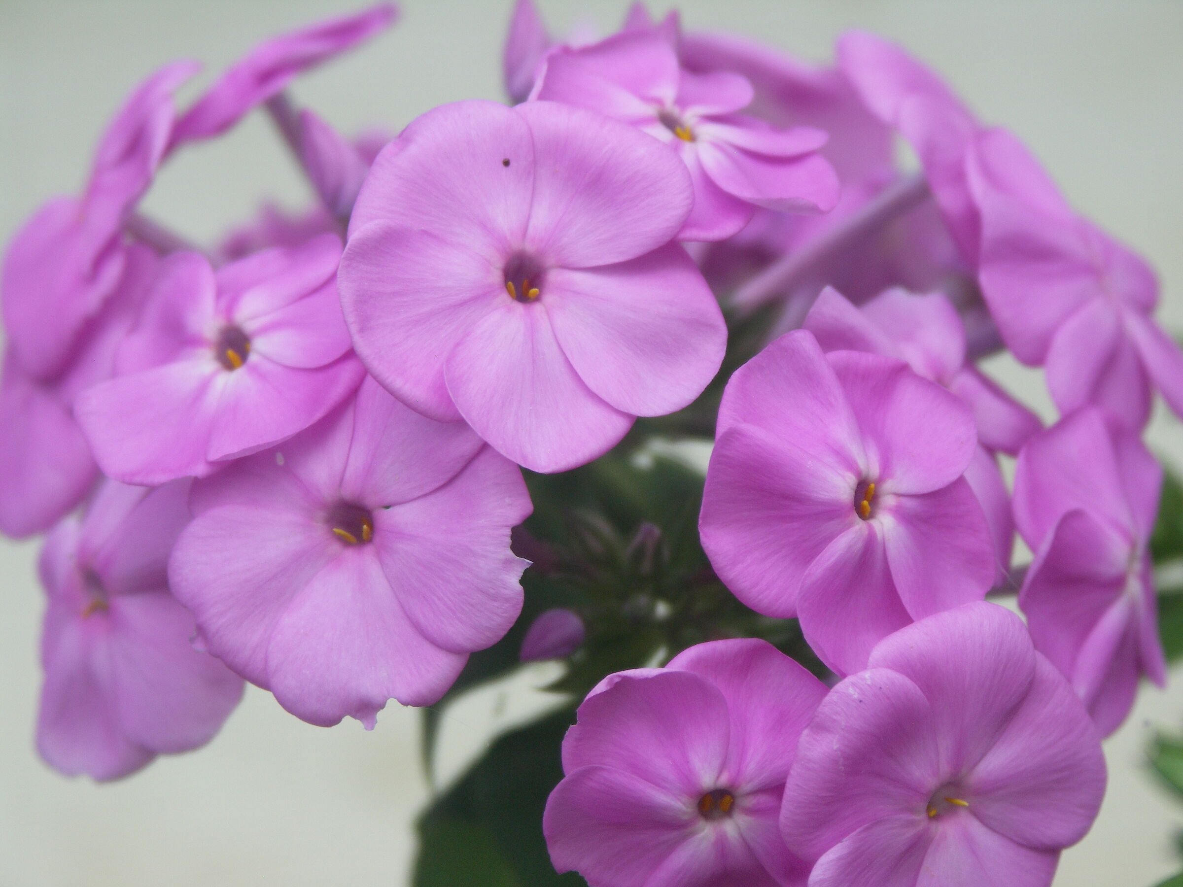 Plhox rosa