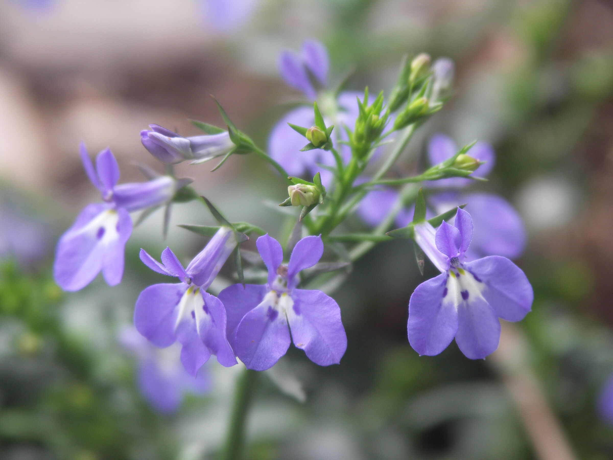 Fiori blu
