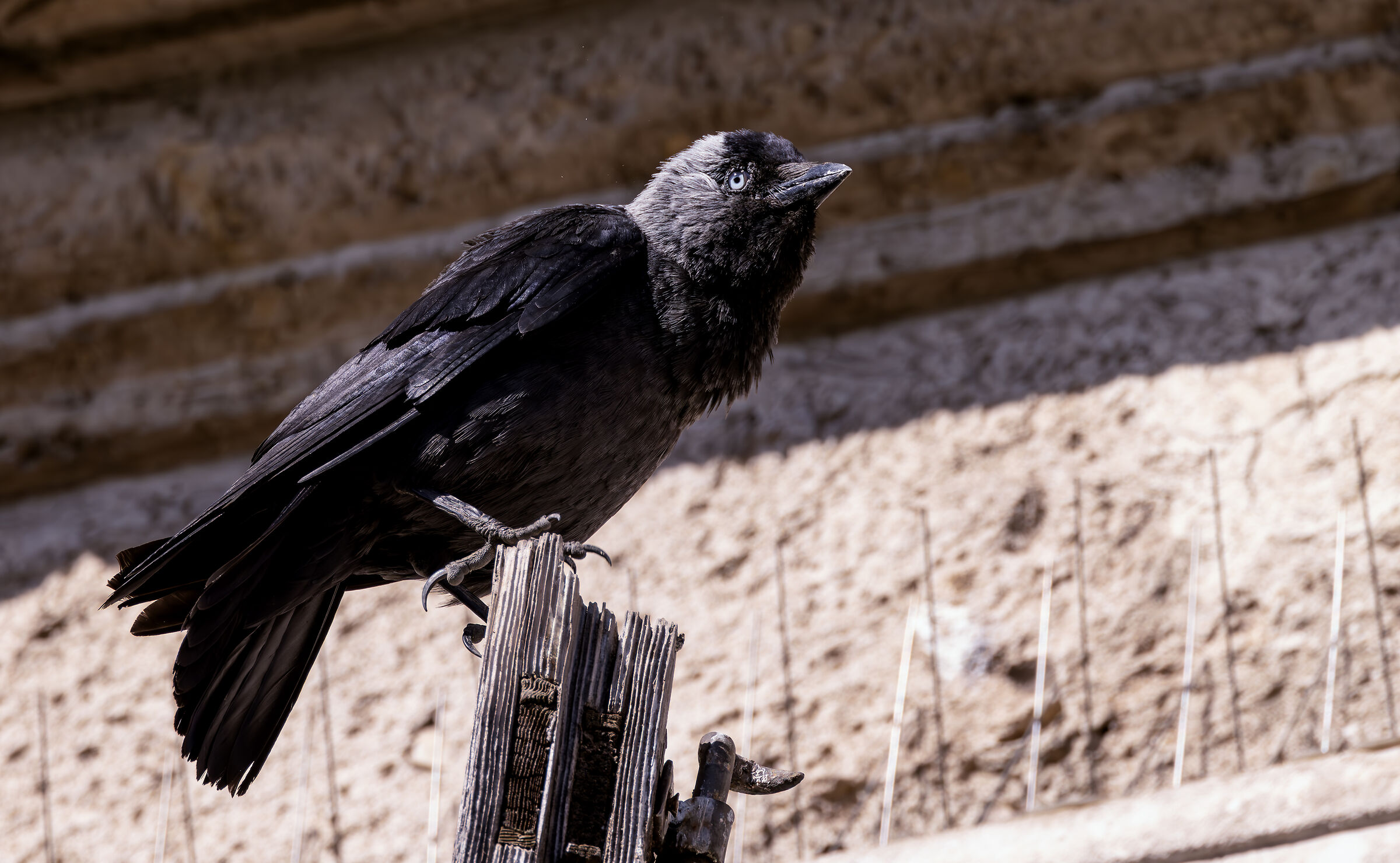 jackdaw