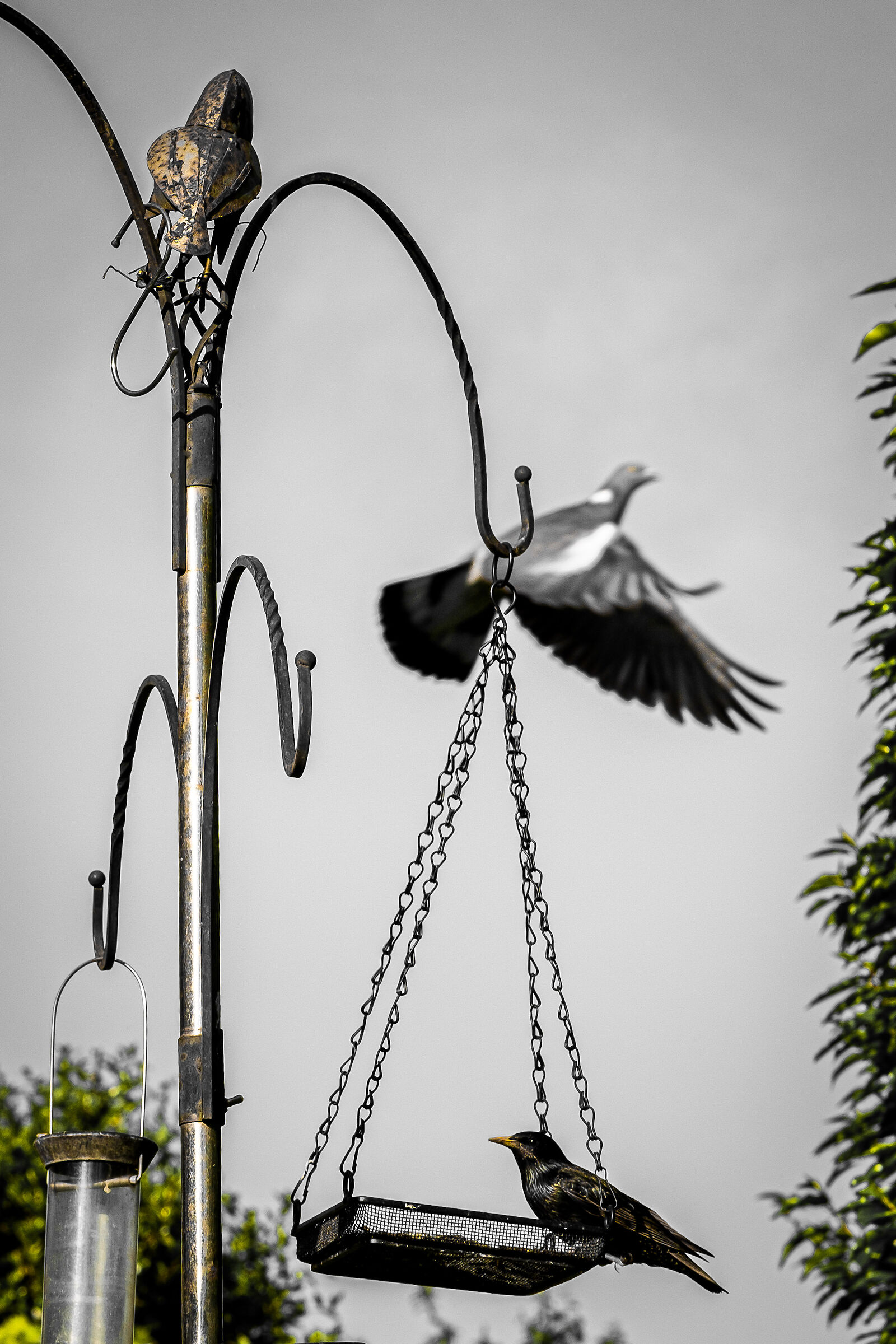 Pigeon swoop