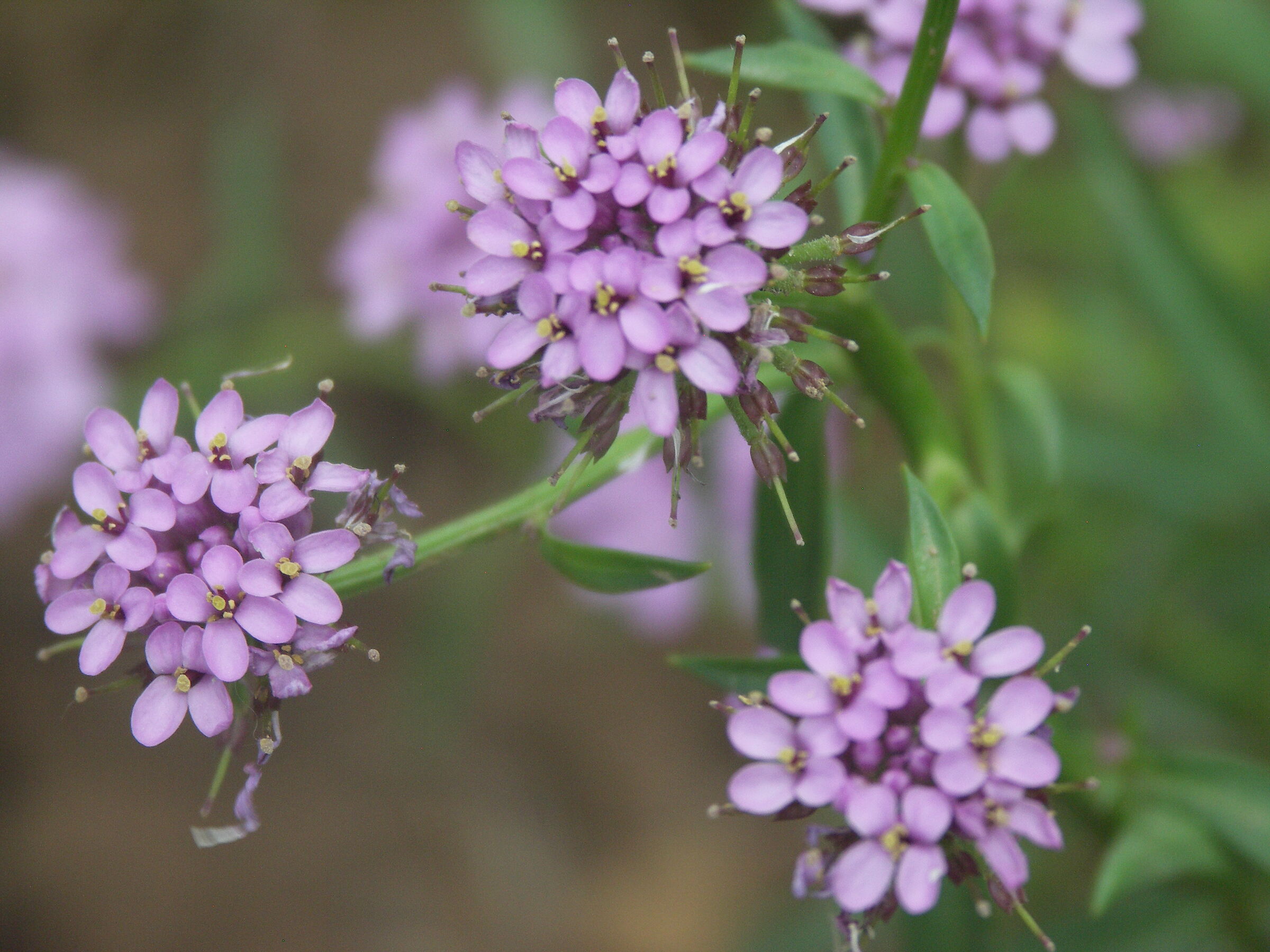 Pink flowers