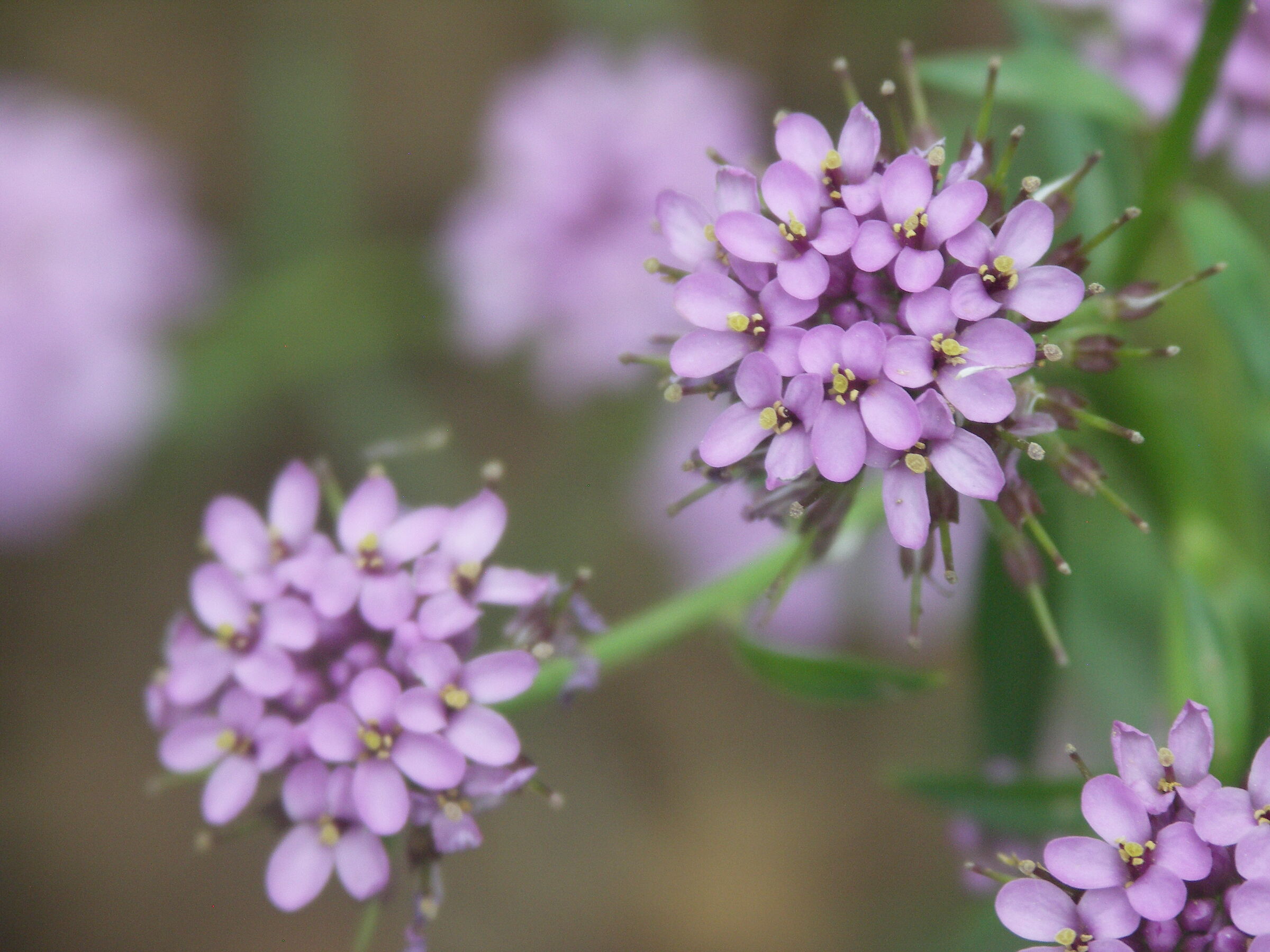 Pink flowers
