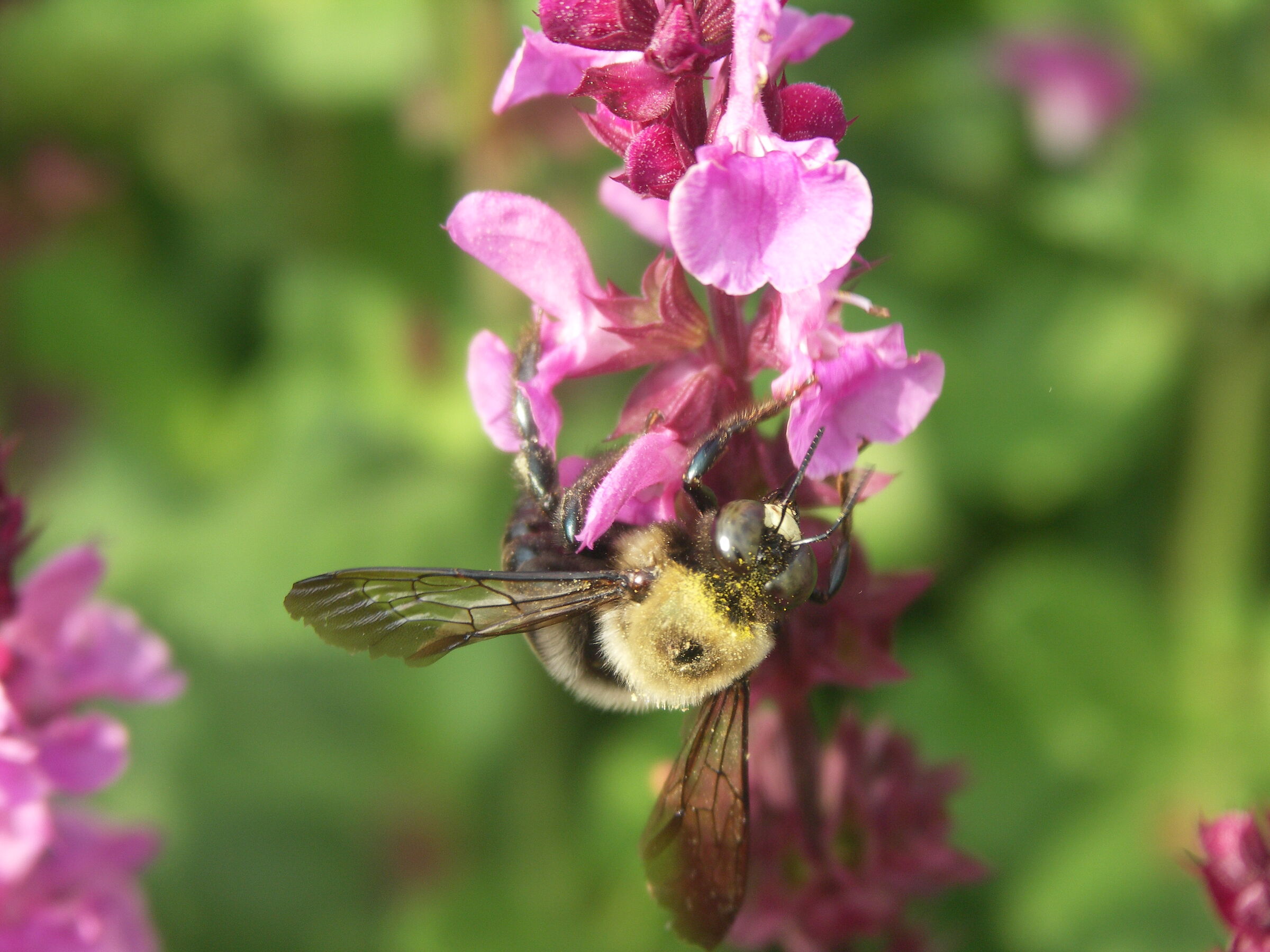 Bumble bee