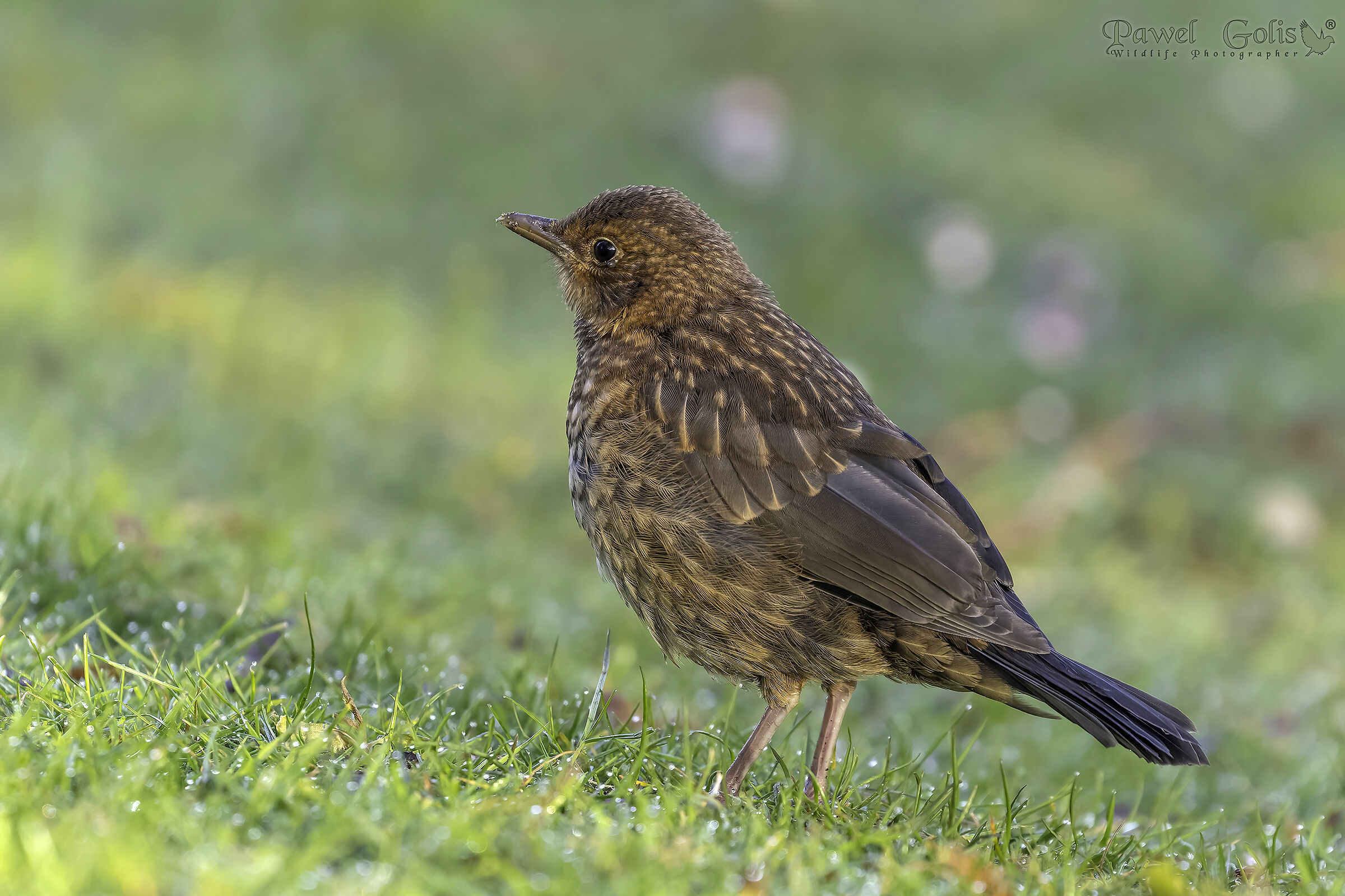 Merlo comune (Turdus merula)