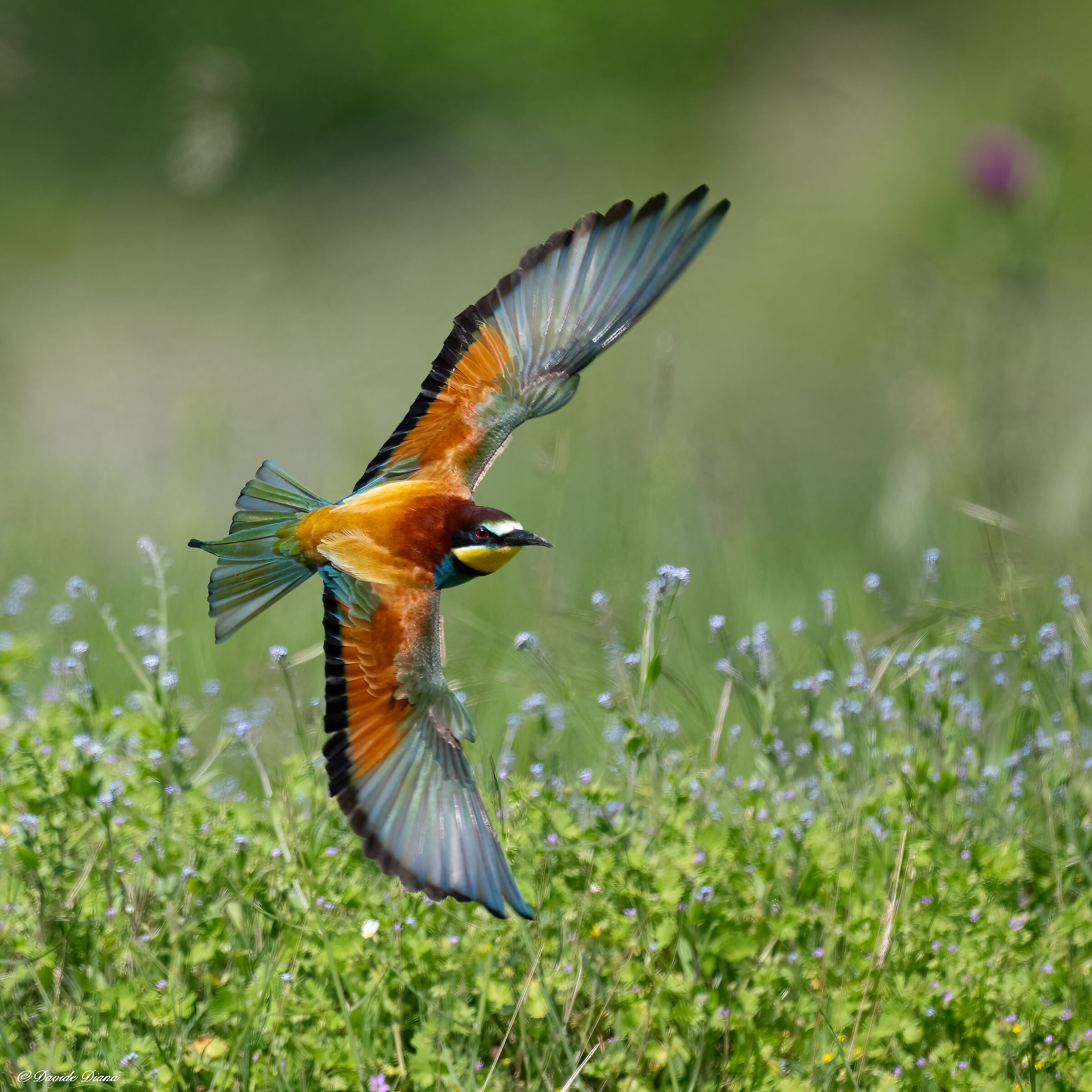 Bee-eater