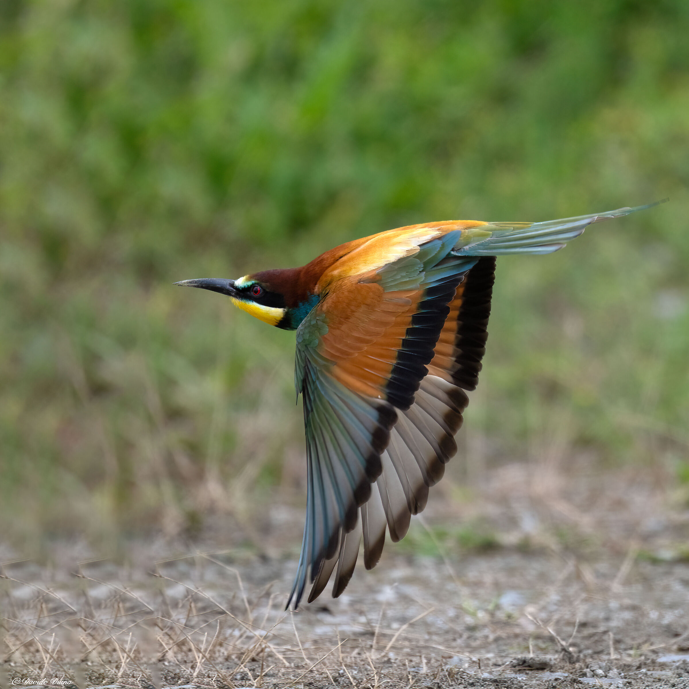 Bee-eater