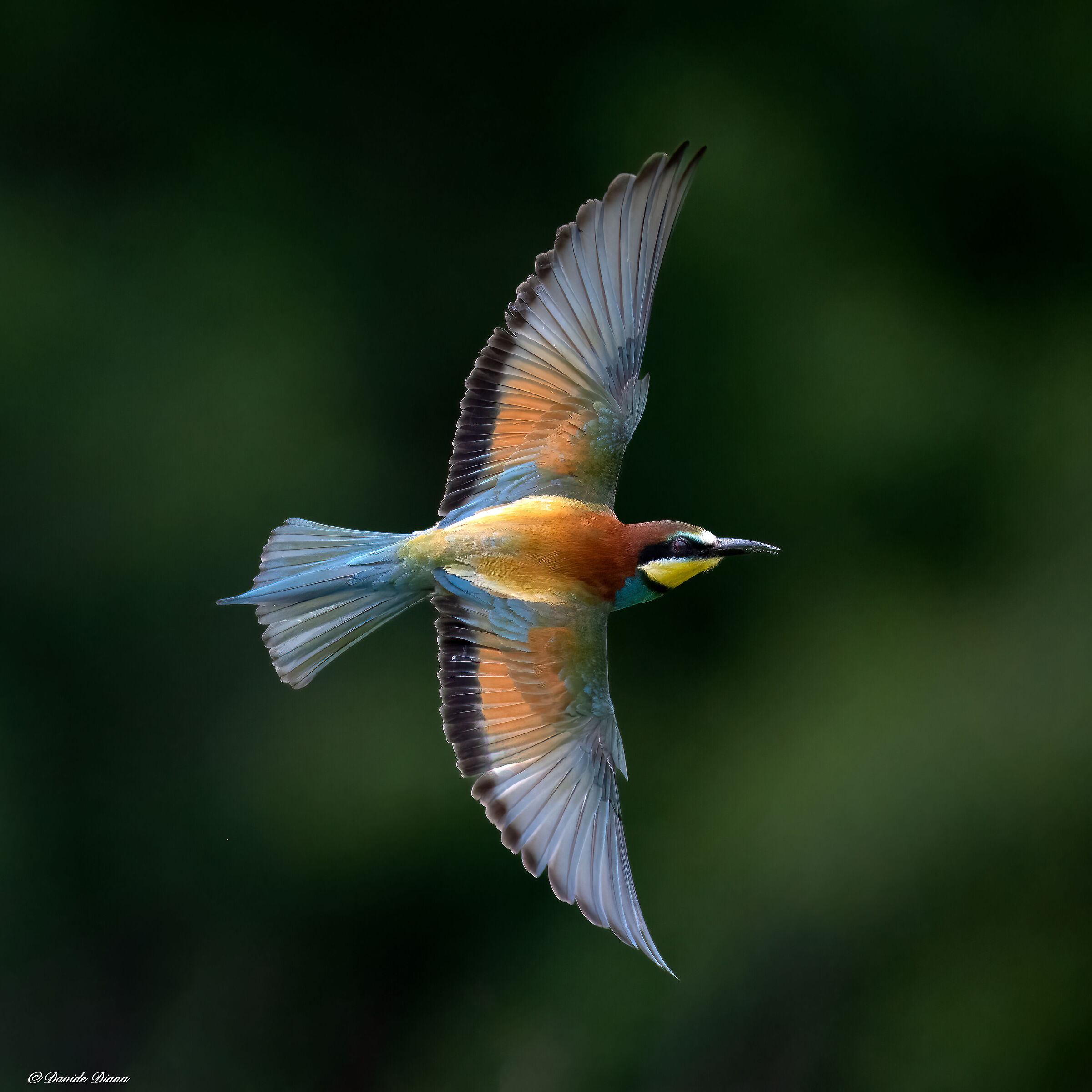 Bee-eater