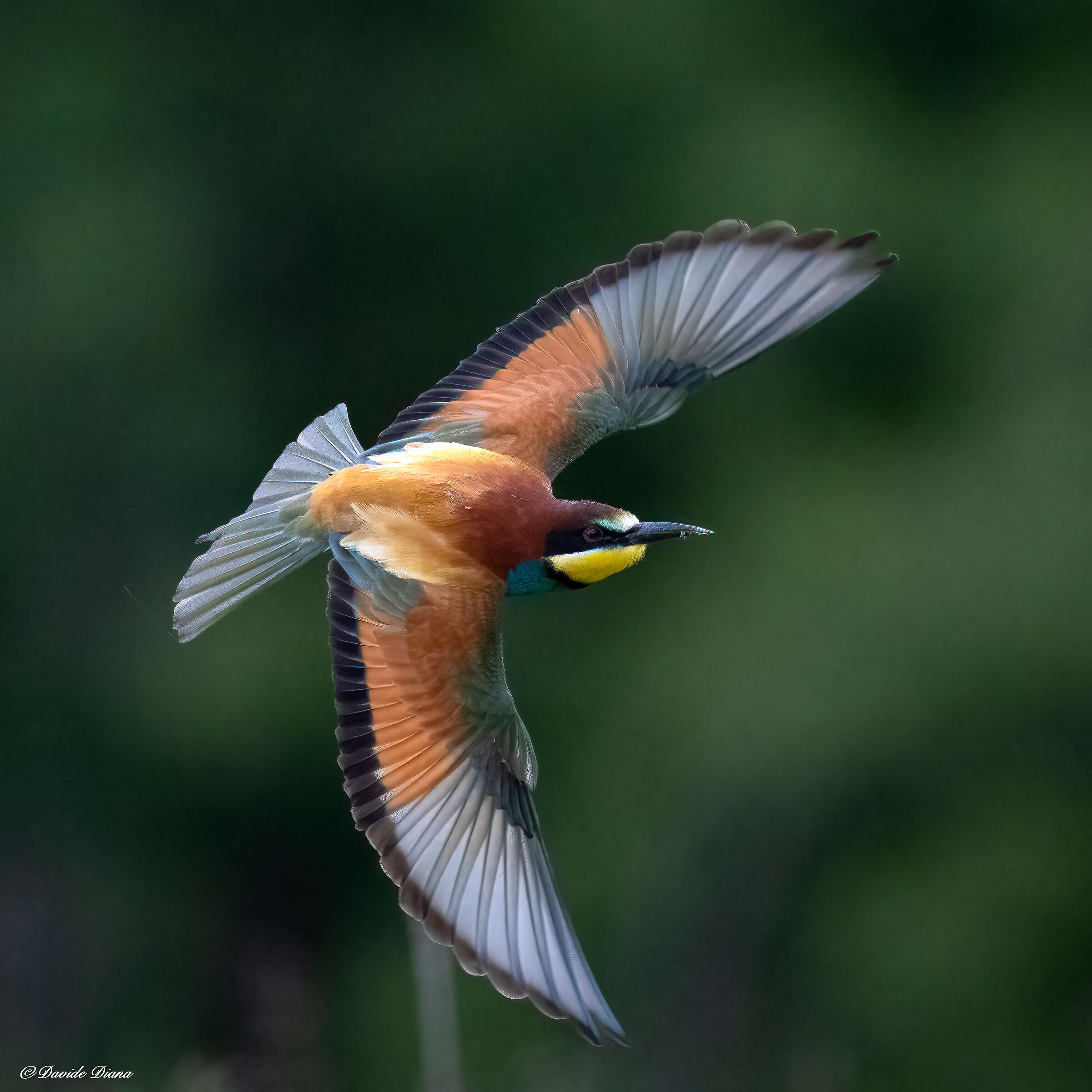 Bee-eater