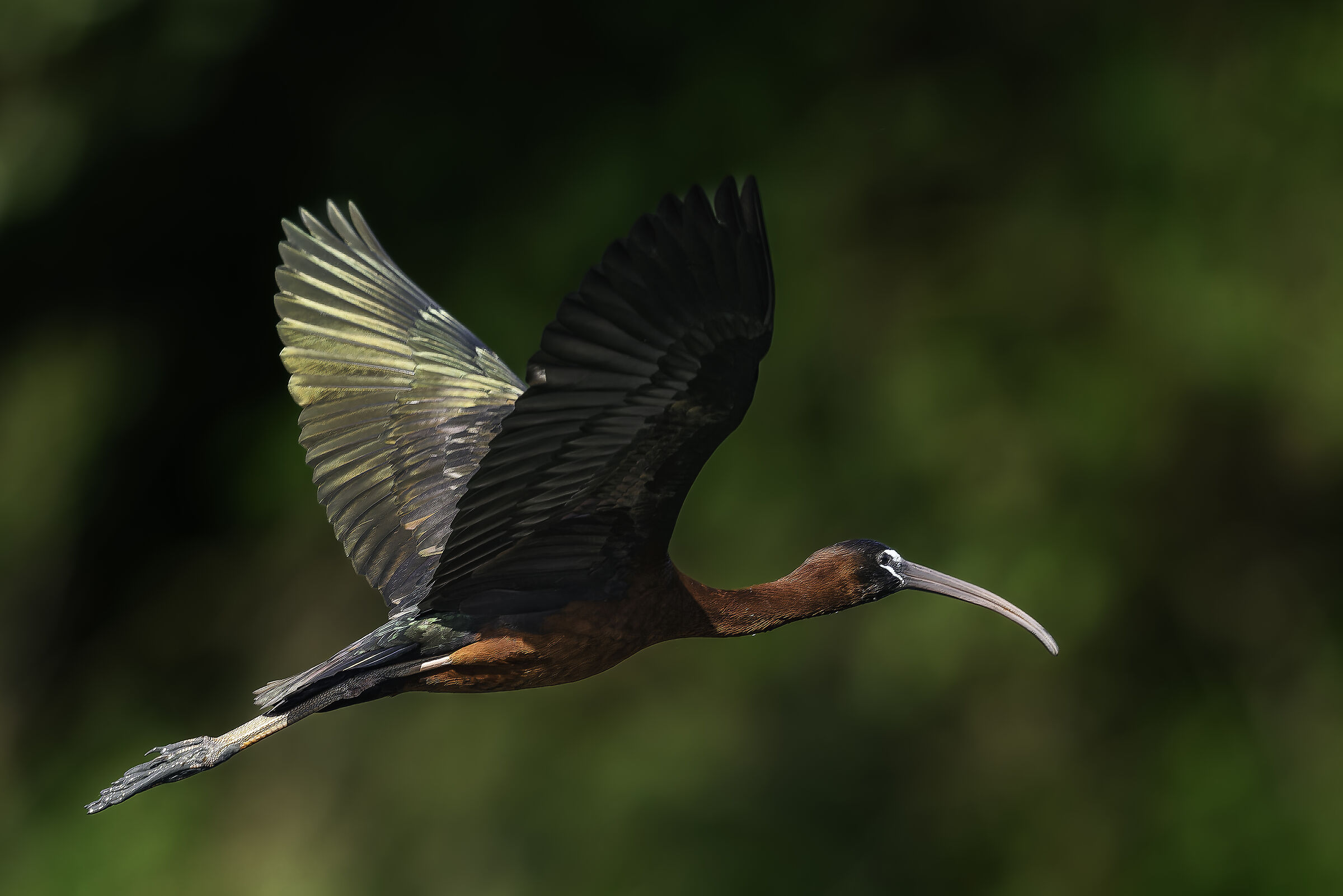 Glossy ibis