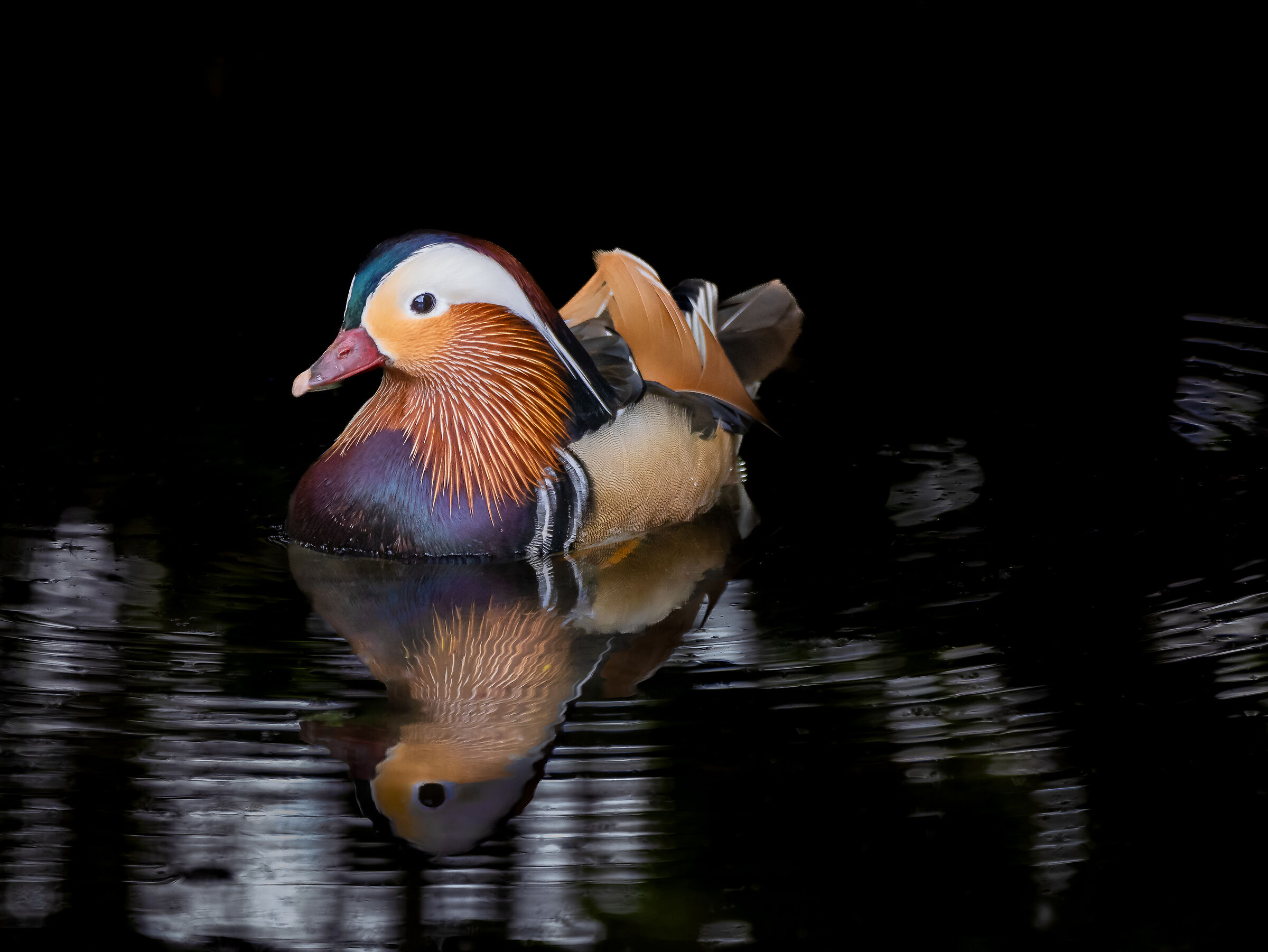 Mandarina versione dark...