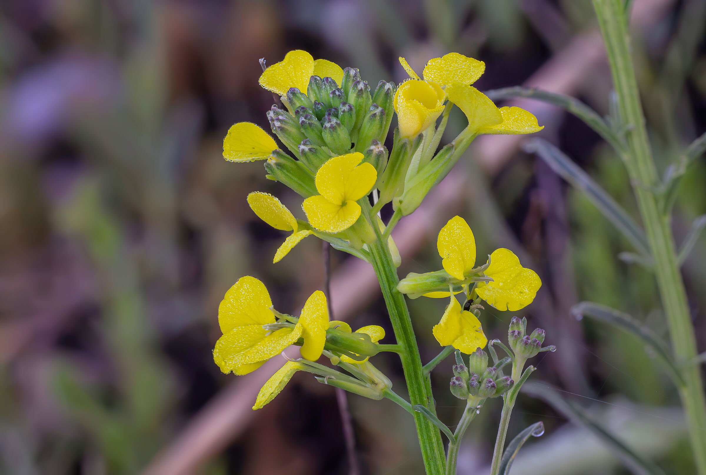 Flowers in the mountains