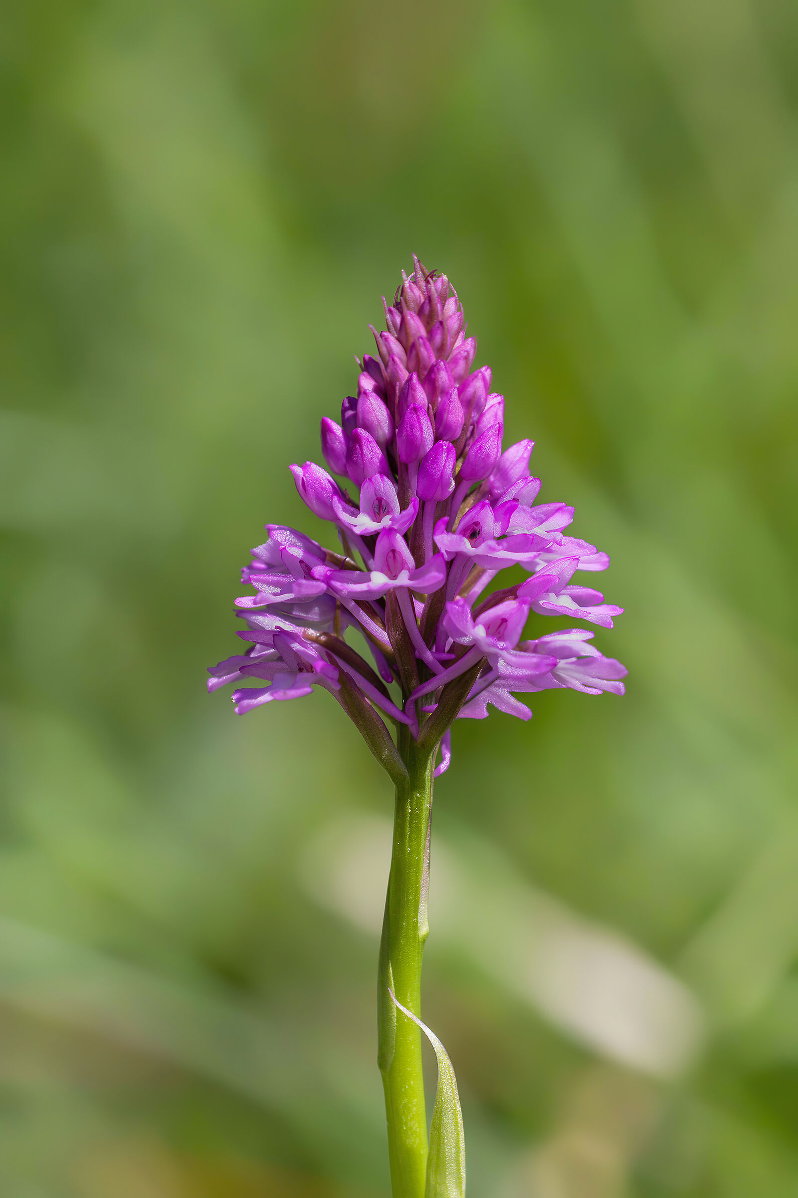 Pyramid Orchid