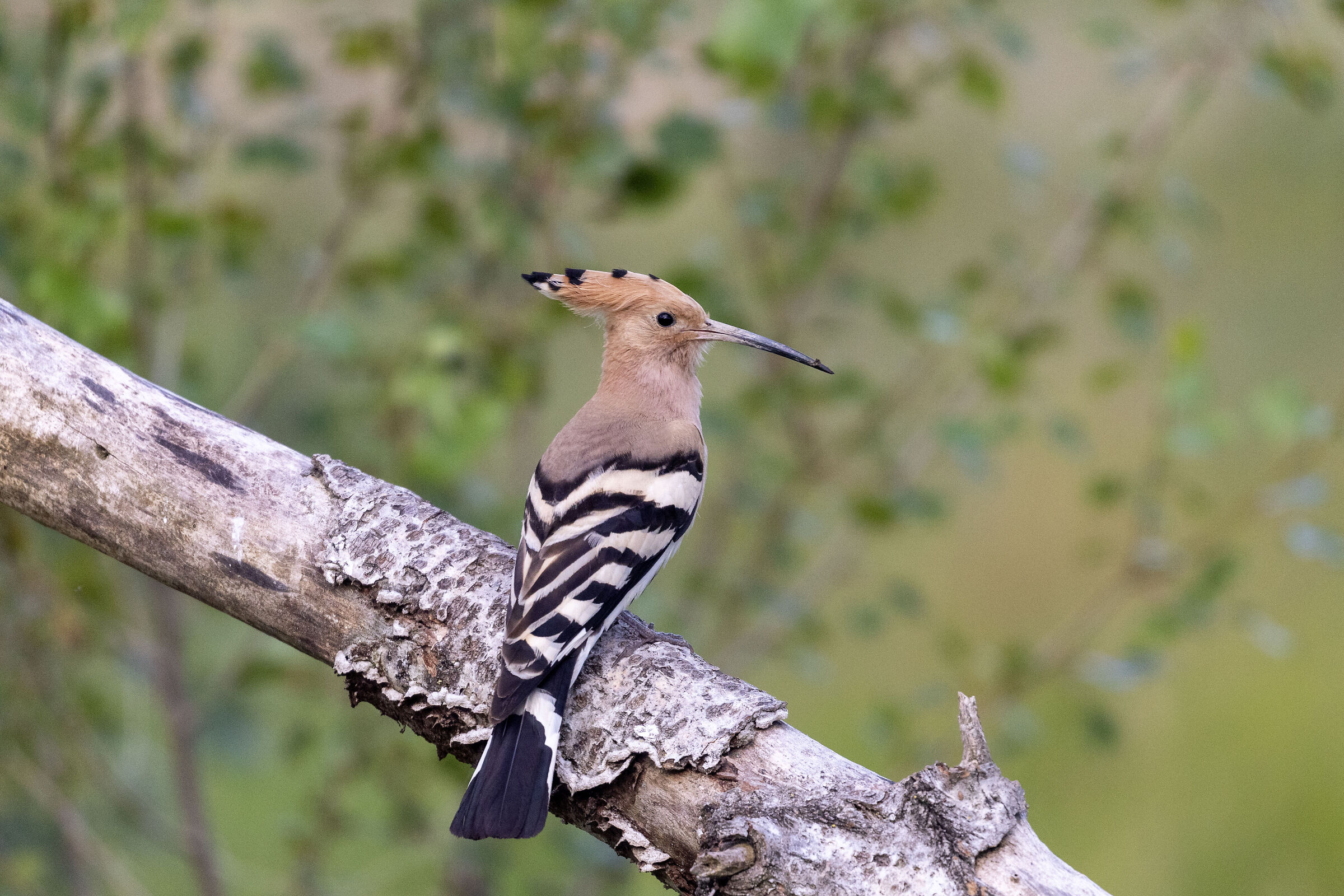 My First Hoopoe