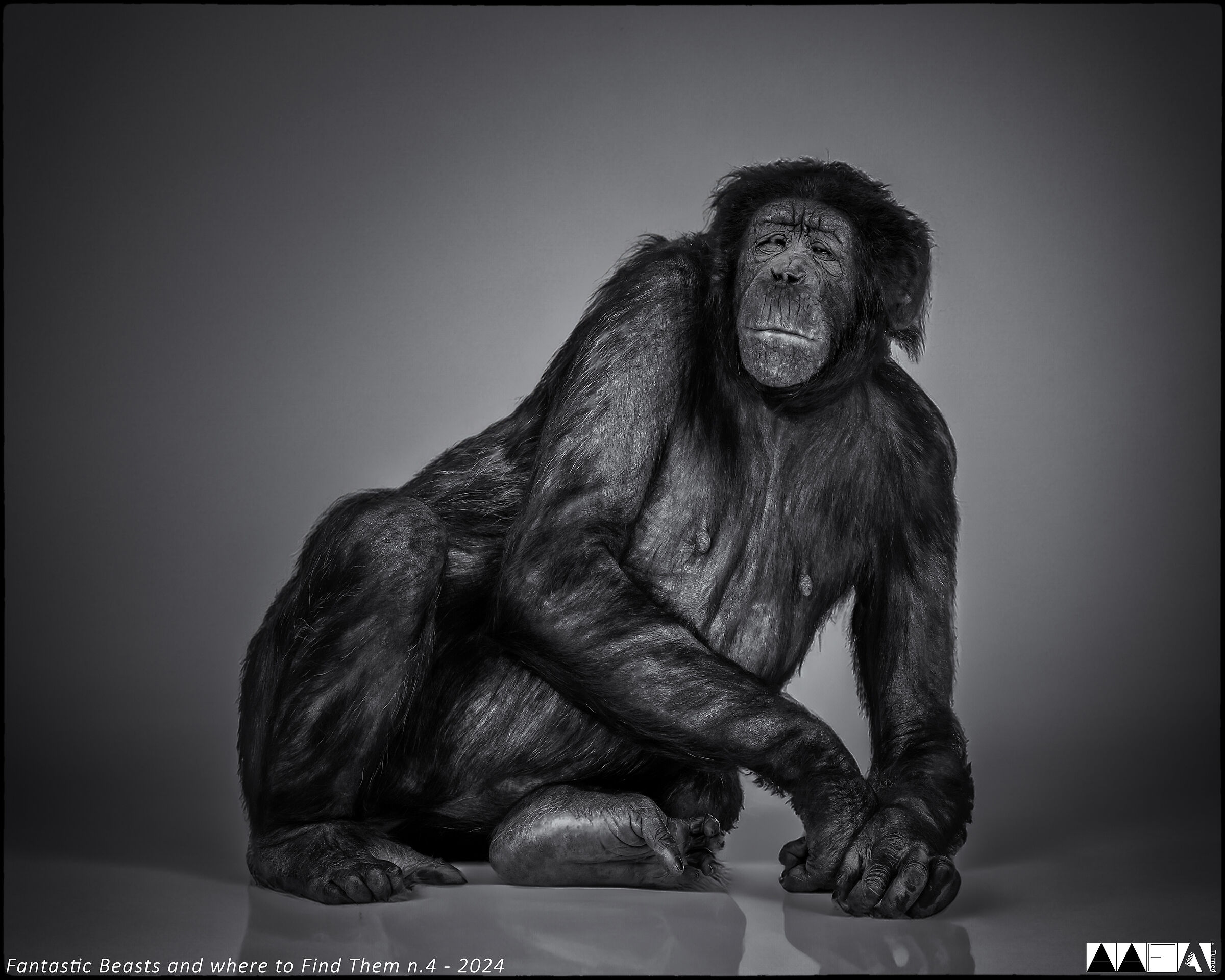 Fantastic Beasts and where to Find Them n.4-2024