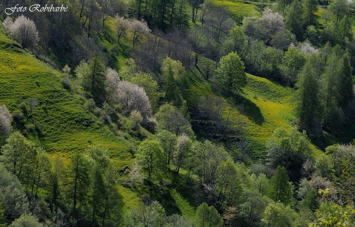 Primavera in alta quota.....